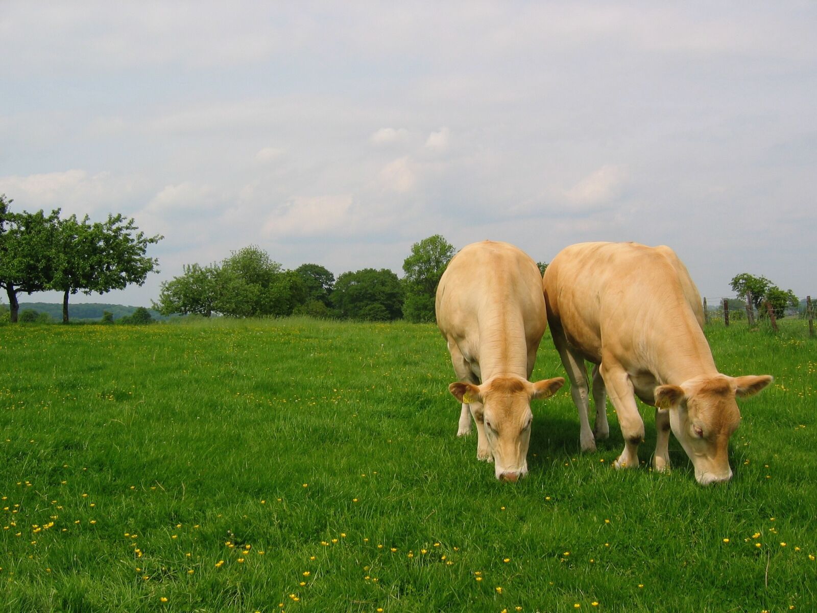 Canon POWERSHOT A80 sample photo. Meadow, whey, cows photography