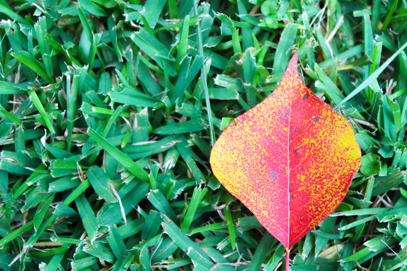 Canon EOS 600D (Rebel EOS T3i / EOS Kiss X5) sample photo. Autumn, autumn, leaf, fall photography