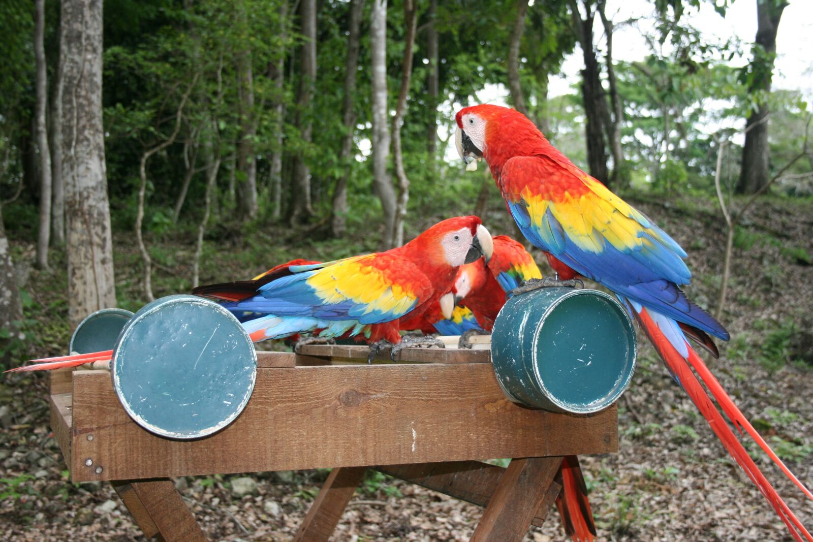 Canon EOS 400D (EOS Digital Rebel XTi / EOS Kiss Digital X) sample photo. Parrot, honduras, central america photography