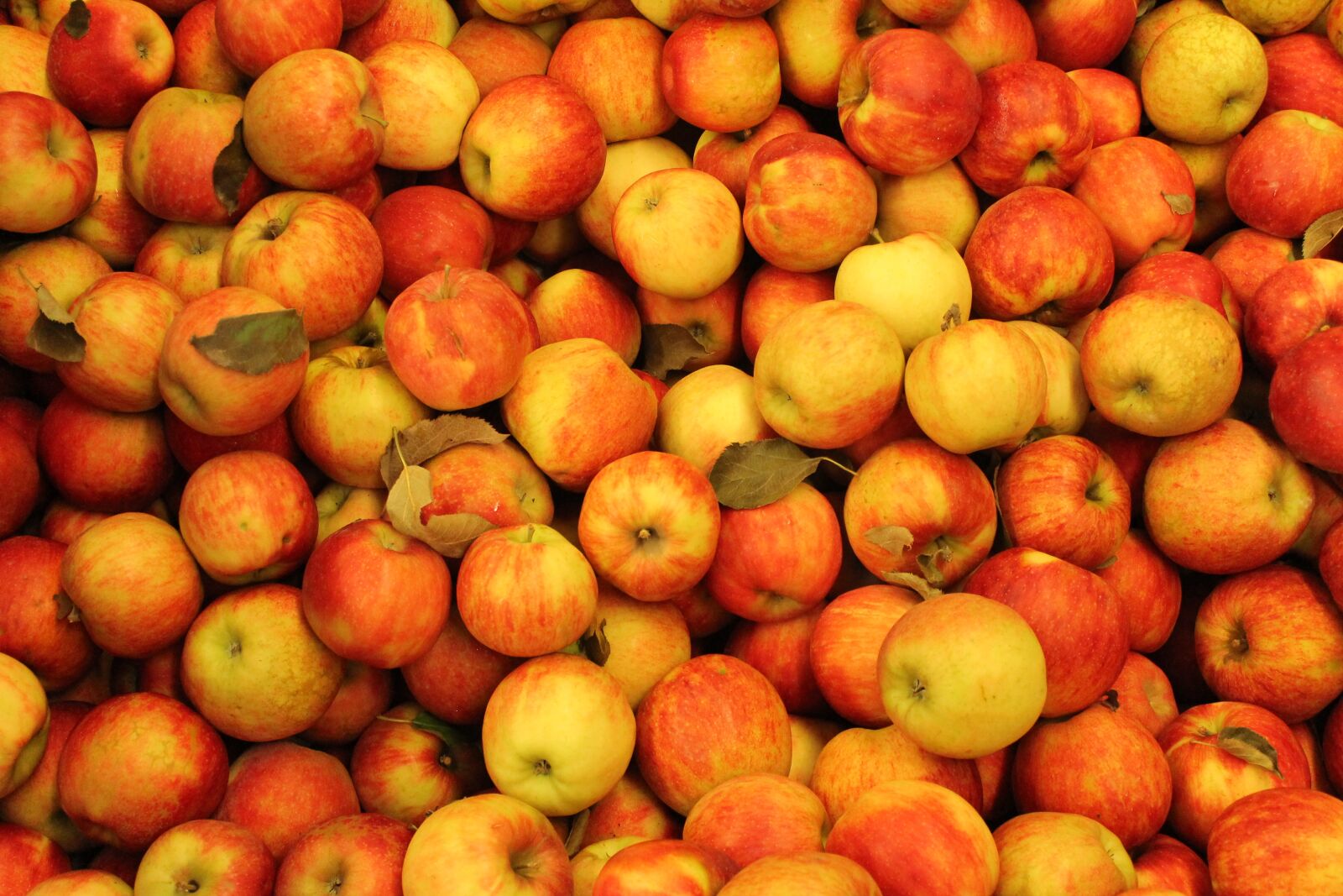 Canon EOS 1100D (EOS Rebel T3 / EOS Kiss X50) sample photo. Apples, red, red apple photography
