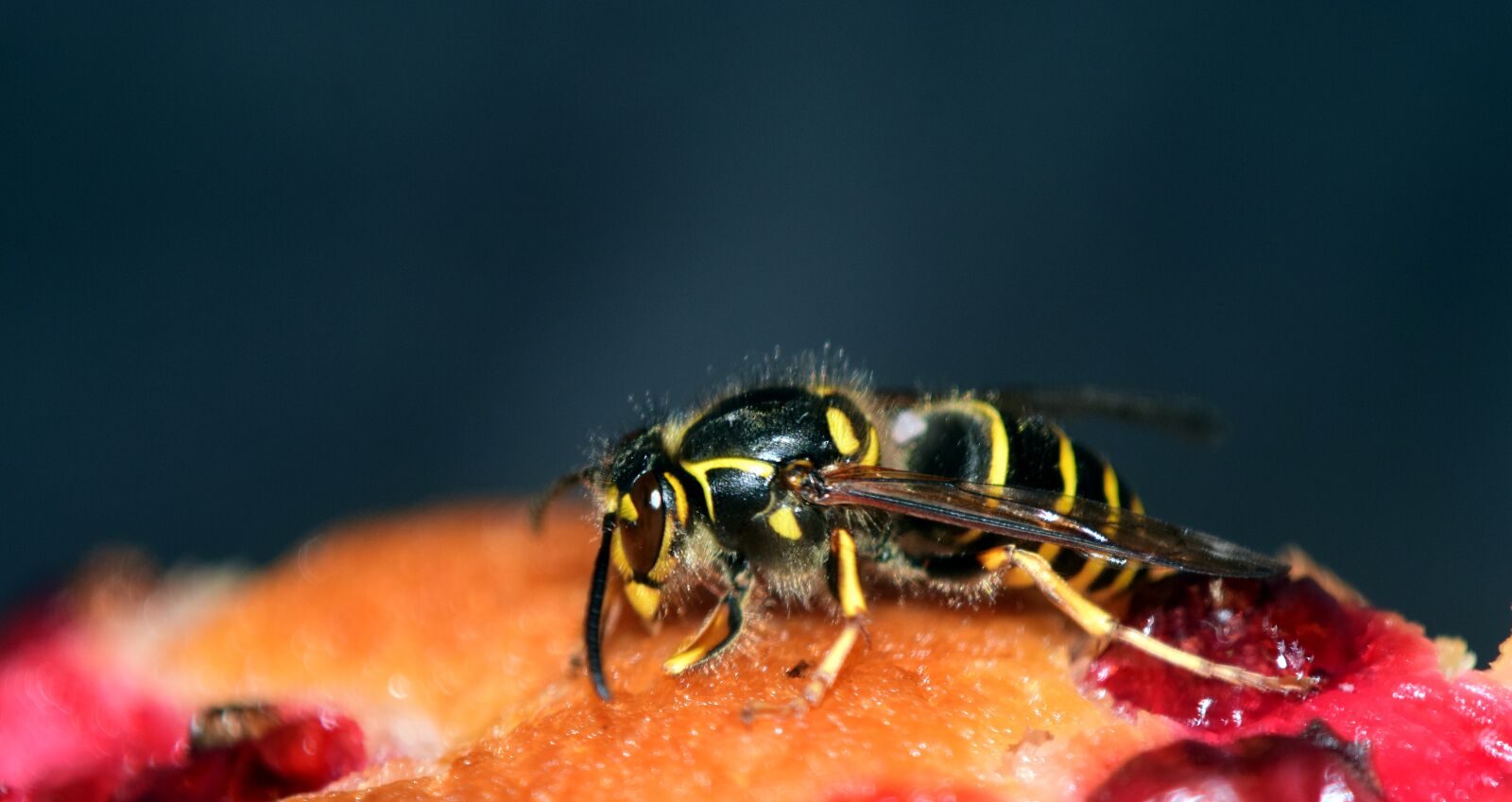 Nikon D3300 sample photo. Wasp, cake, pastries photography