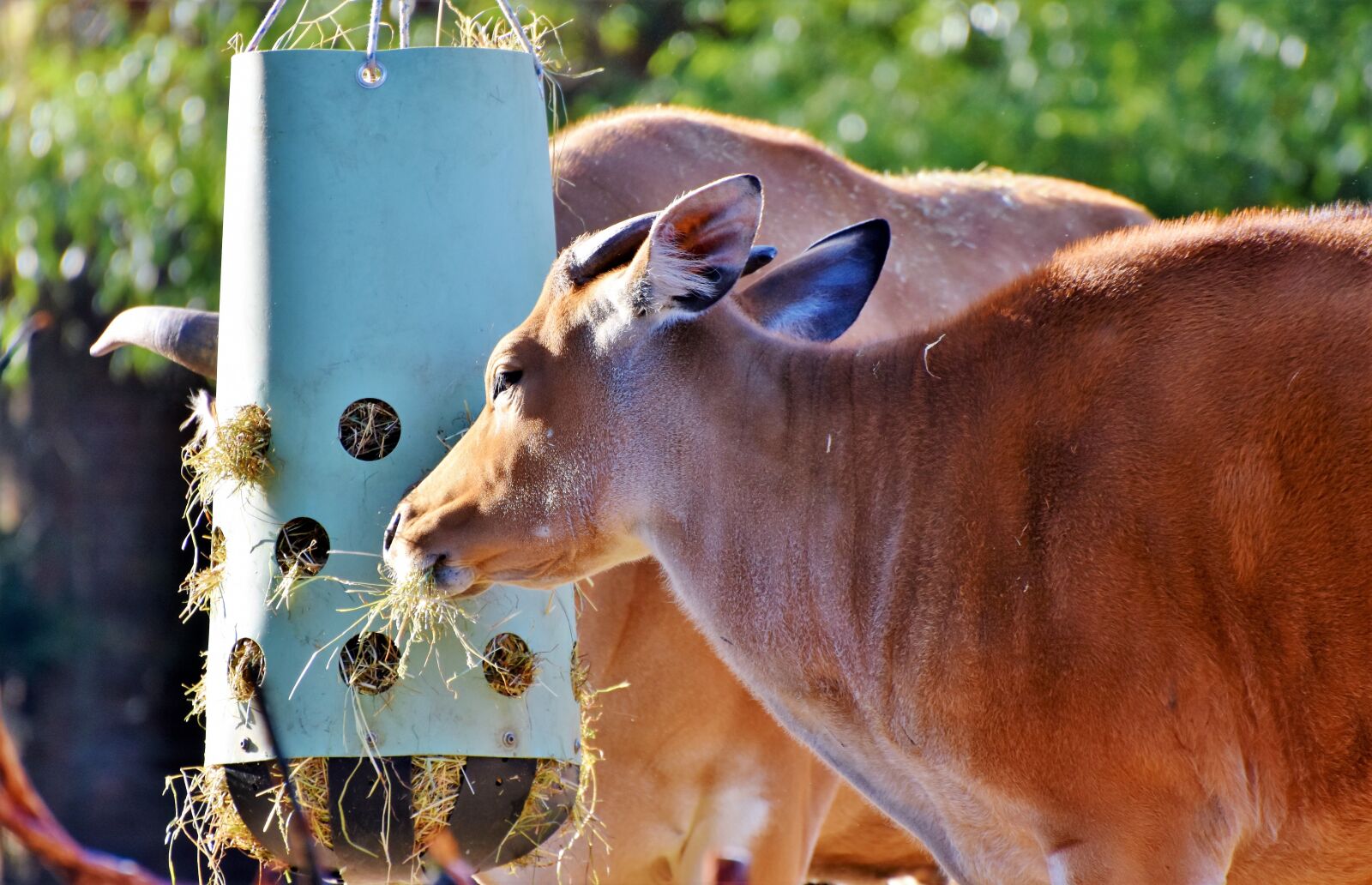 Nikon D7200 sample photo. Banteng, beef, wild photography