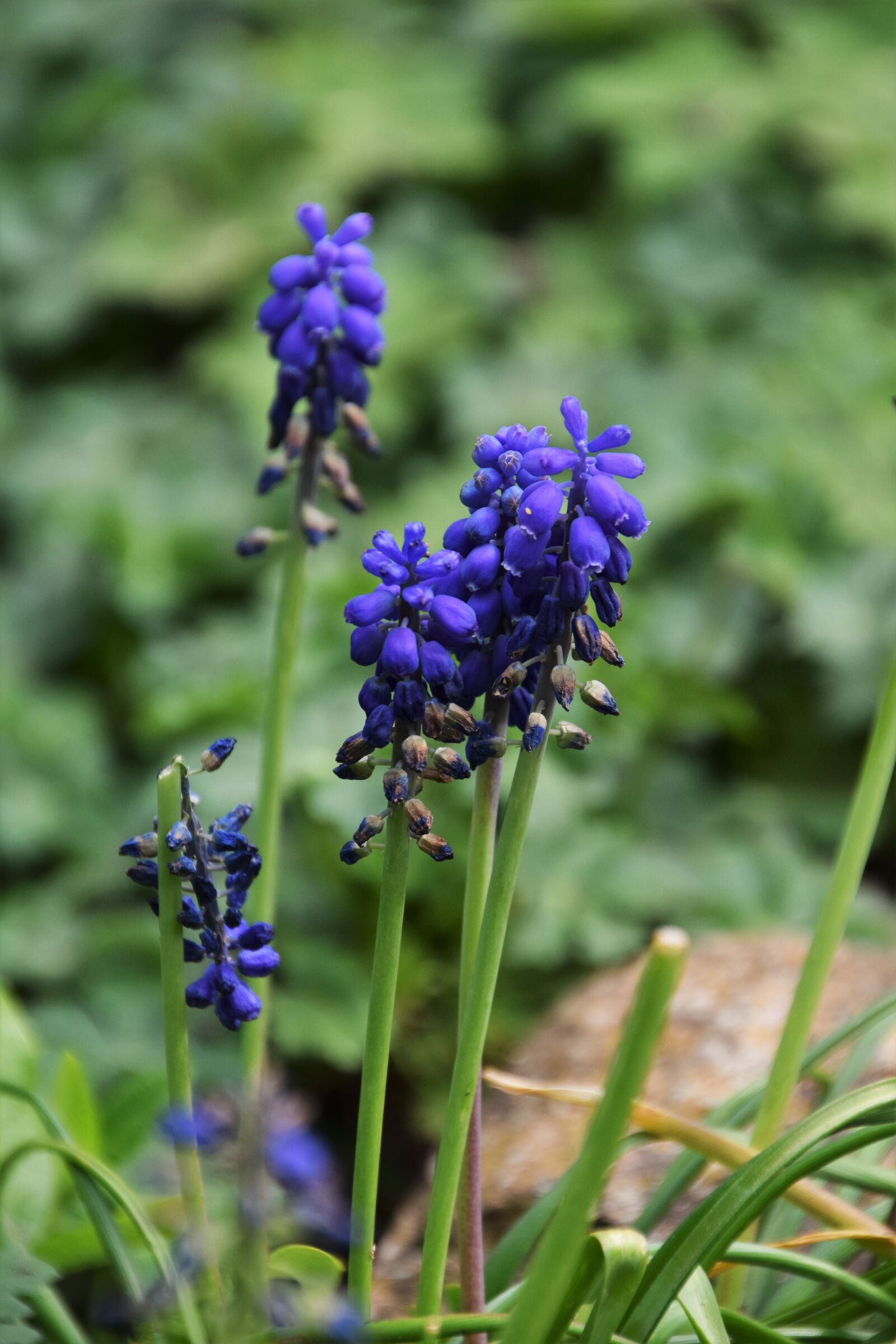 Nikon D3300 sample photo. Garden, hellevoetsluis, flowers photography
