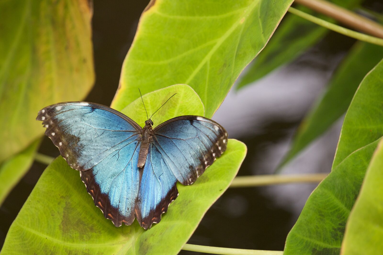 Canon EOS 100D (EOS Rebel SL1 / EOS Kiss X7) sample photo. Butterfly, insect, leaves photography