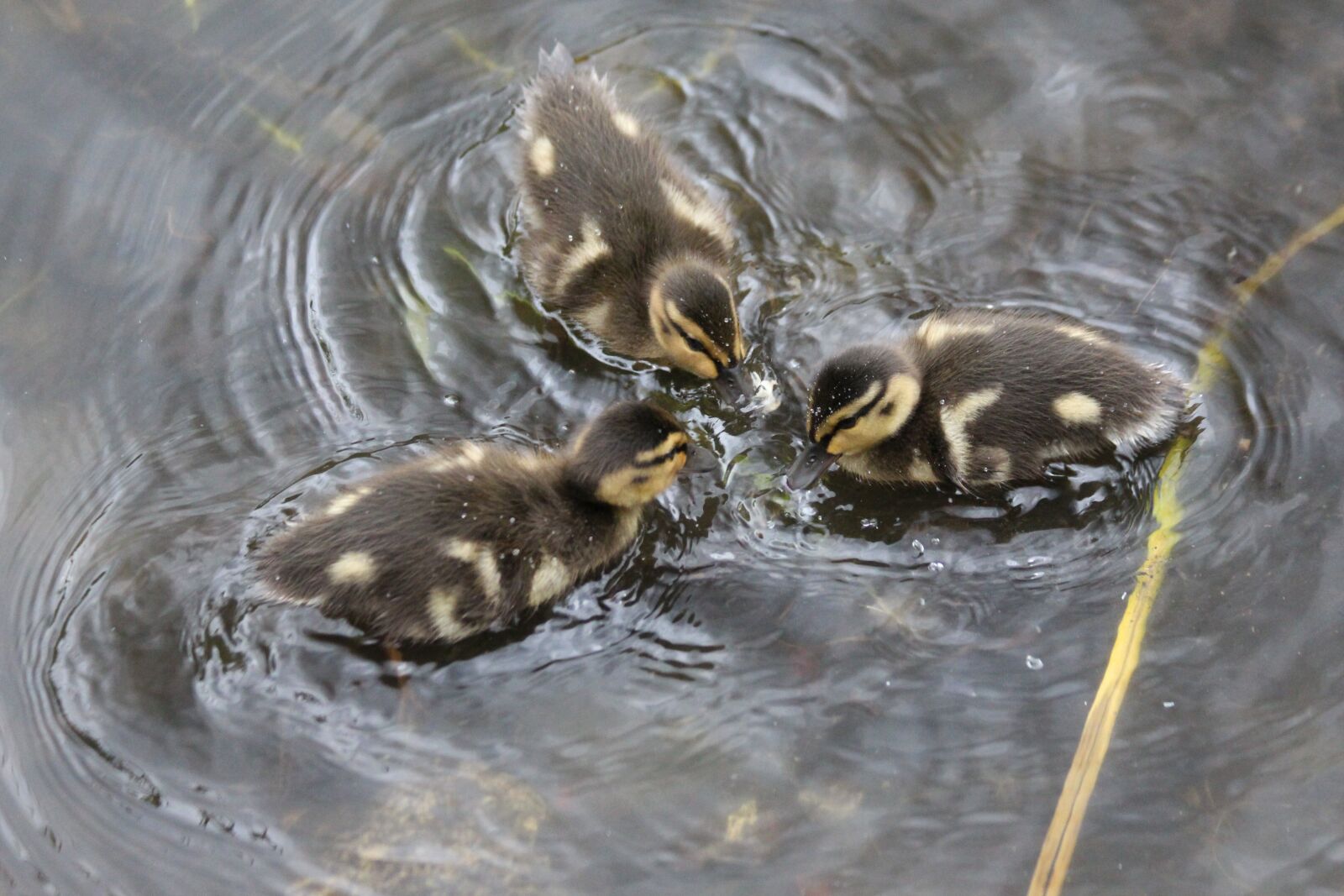Canon EOS 650D (EOS Rebel T4i / EOS Kiss X6i) sample photo. Ducklings, anas platyrhynchos, duck photography