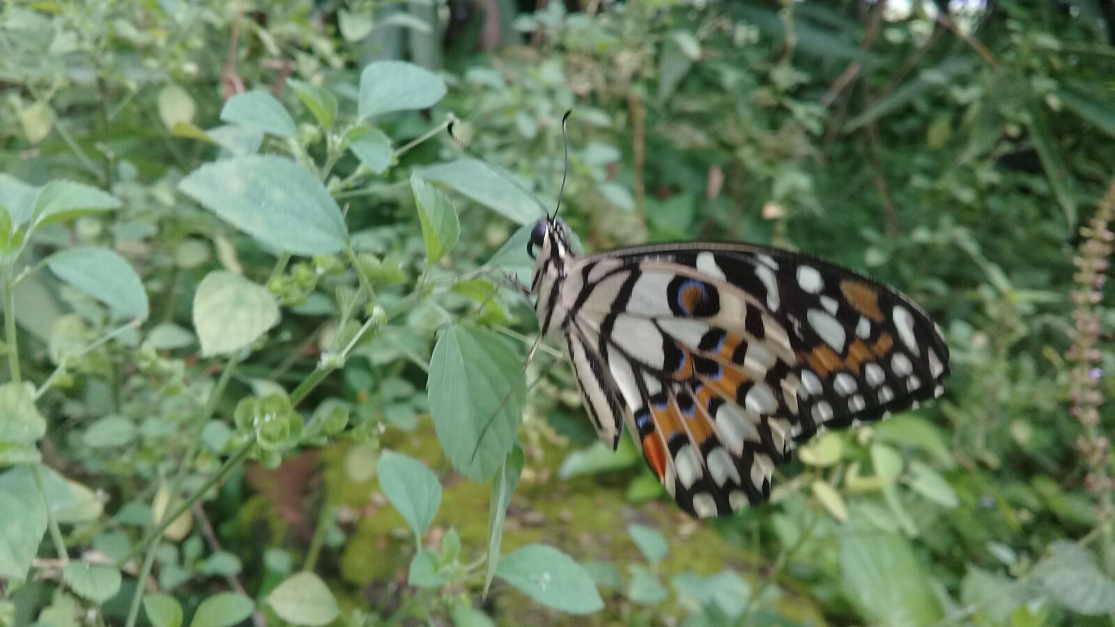 Samsung Galaxy J2 Prime sample photo. Butterfly, beautiful animal, insect photography