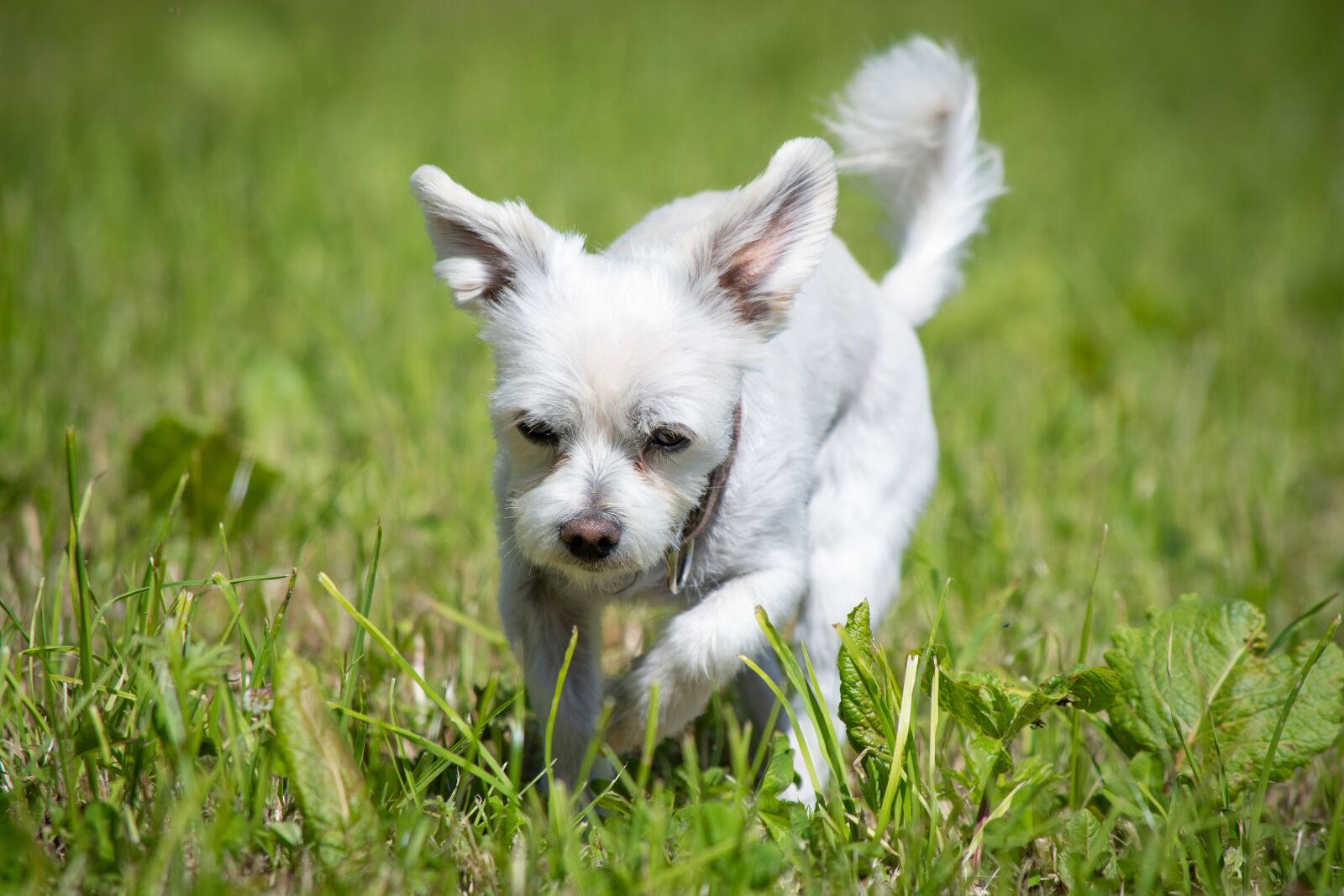 Nikon D7100 sample photo. Dog, white, meadow photography