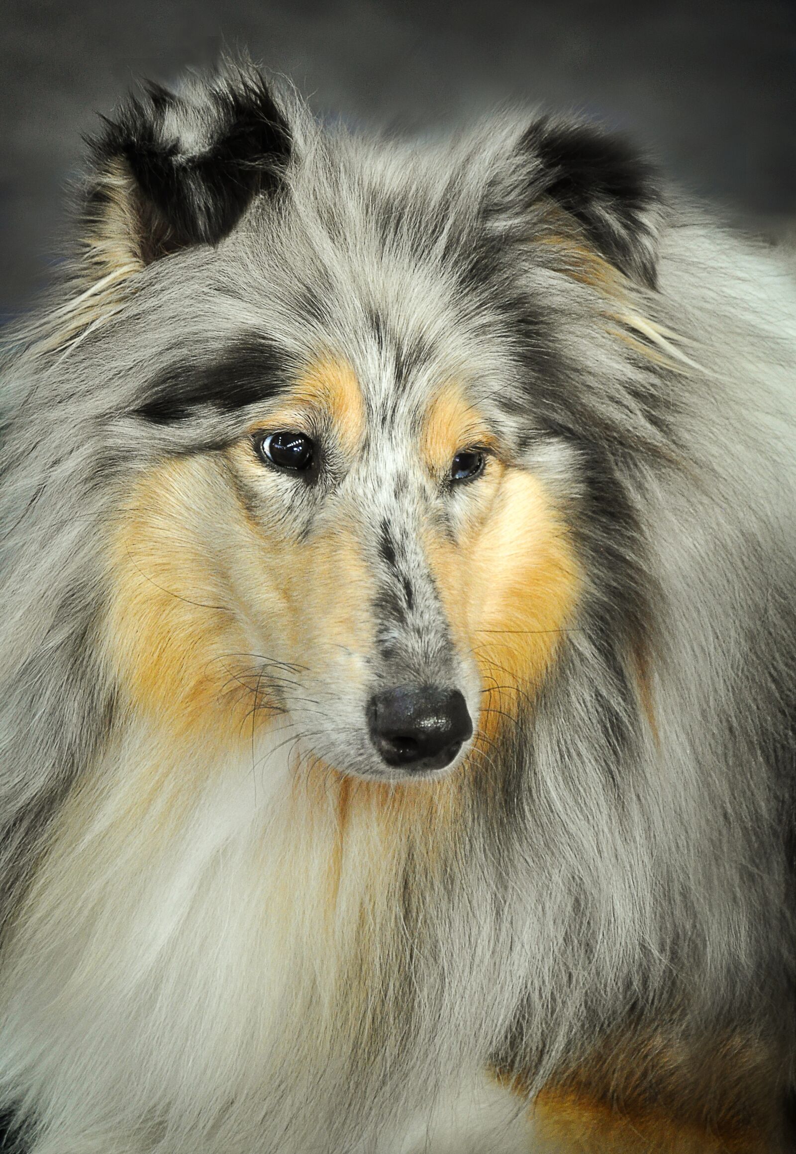 Nikon D90 sample photo. Dog, sheltie, herding dog photography