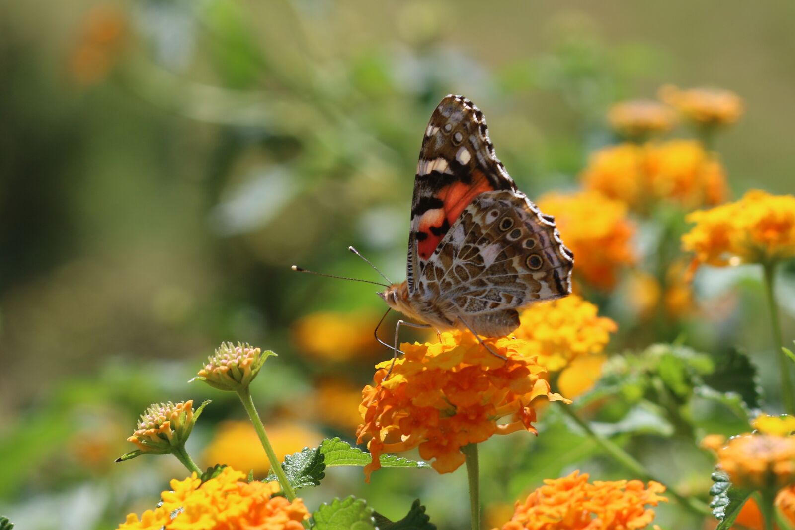 Canon EOS 70D + Canon EF 100mm F2.8 Macro USM sample photo. Butterfly, macro, close photography