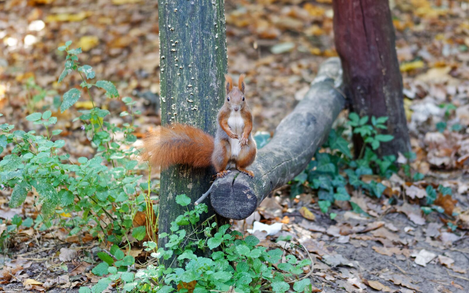 Nikon D5100 sample photo. Squirrel, pet, sitting photography