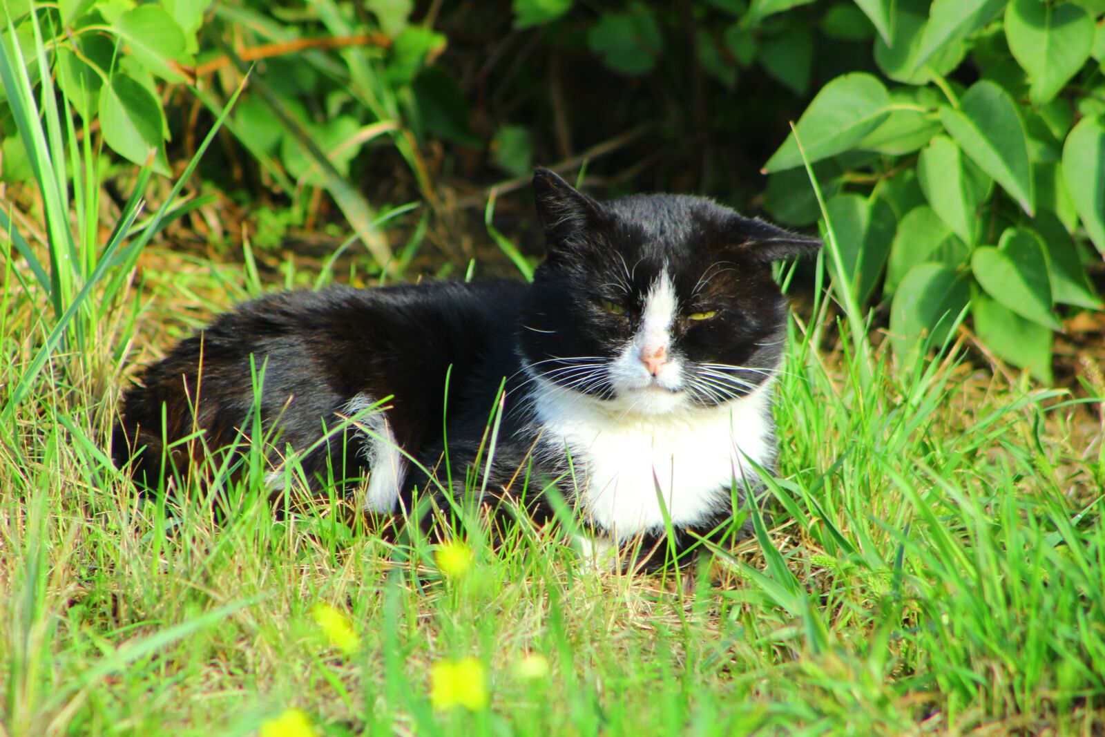 EF75-300mm f/4-5.6 sample photo. Cat, pet, animal photography