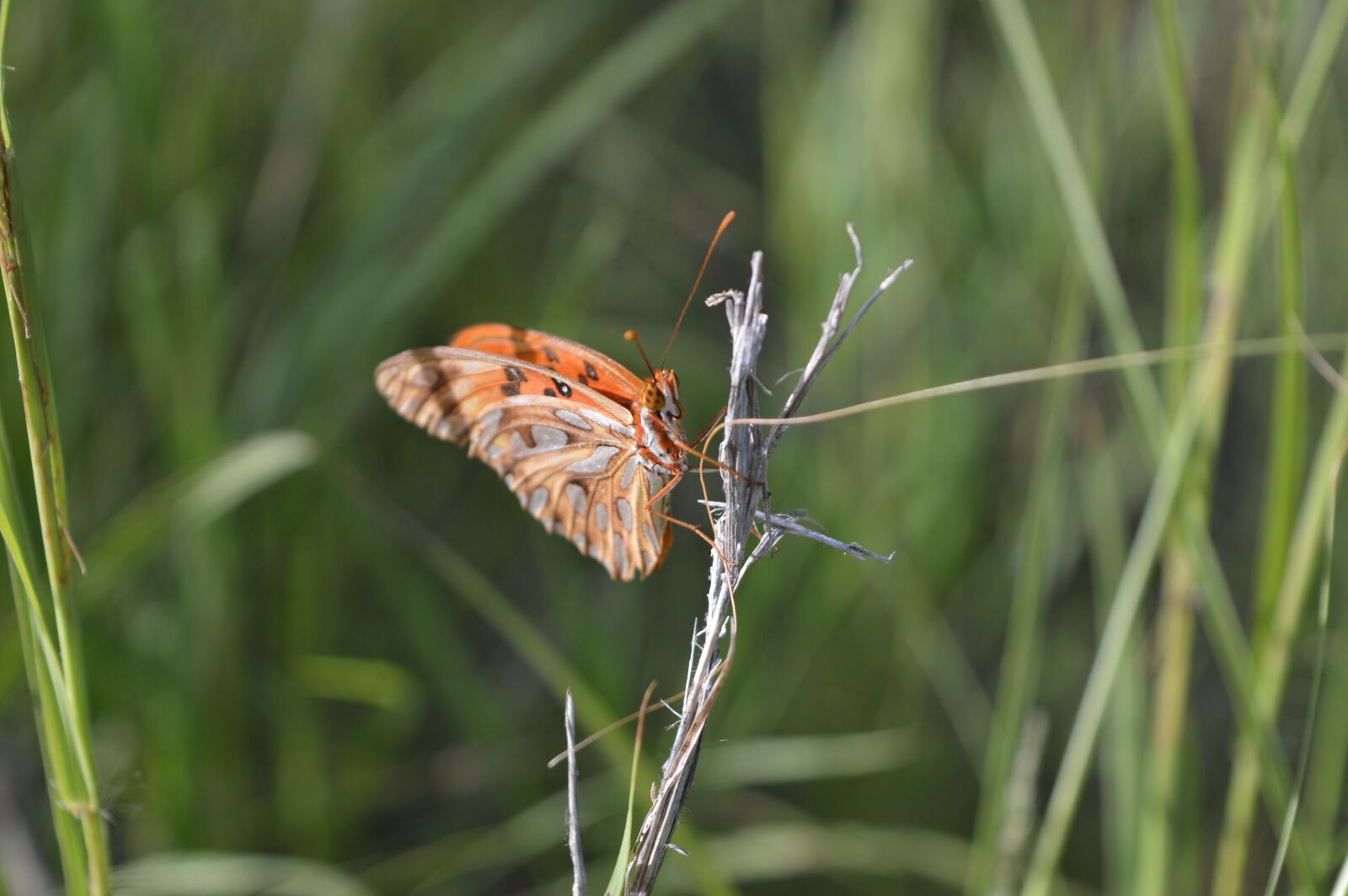 Nikon D3200 sample photo. Nature, butterfly, insect photography