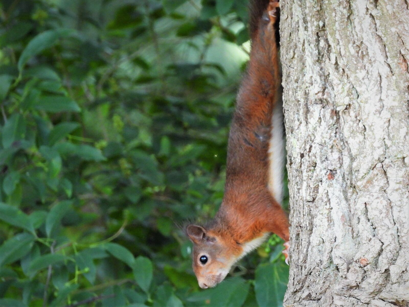 Nikon Coolpix P1000 sample photo. The red squirrel, boomklimmer photography