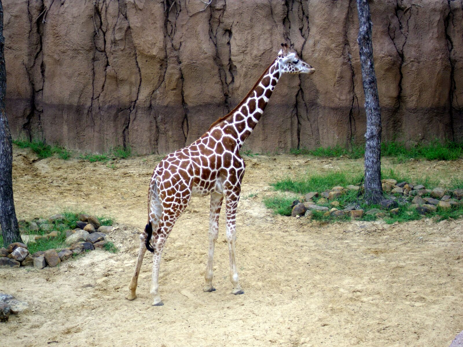 Polaroid i1036 sample photo. Giraffe, zoo animal, safari photography