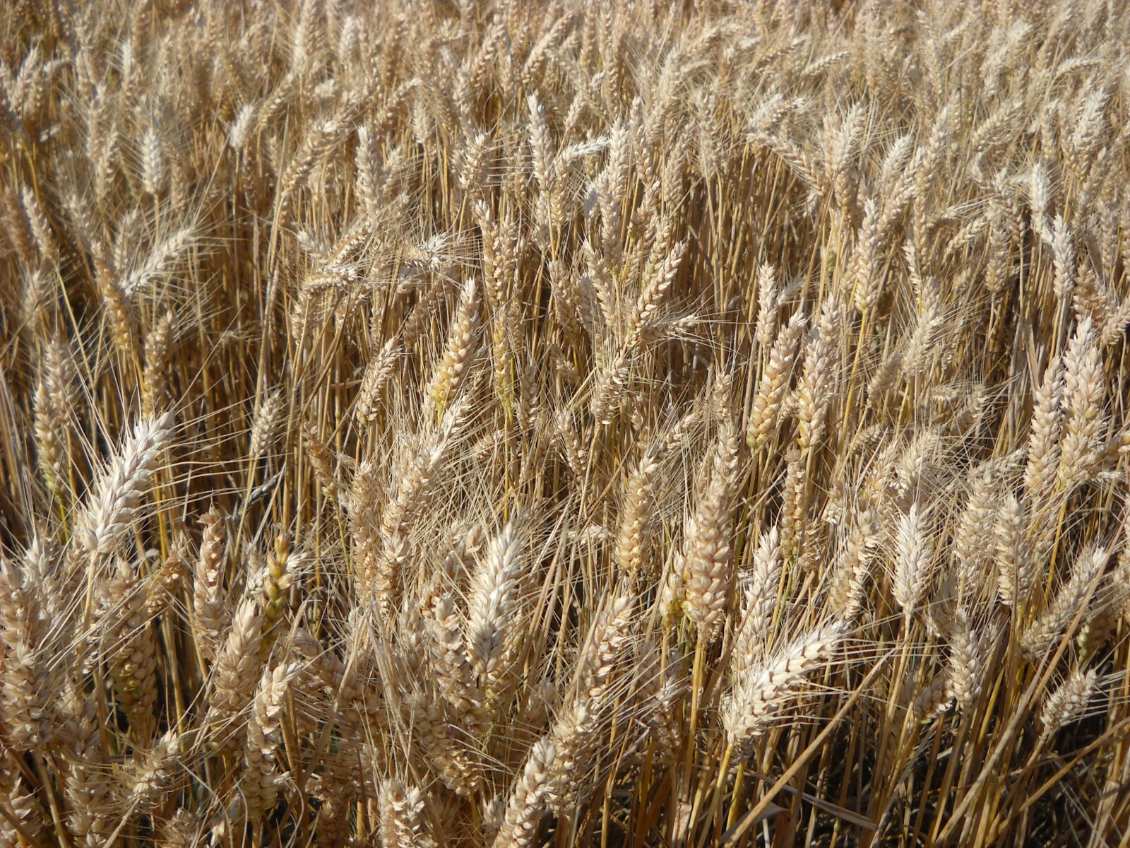 Nikon Coolpix L19 sample photo. Wheat, cereals, agriculture photography
