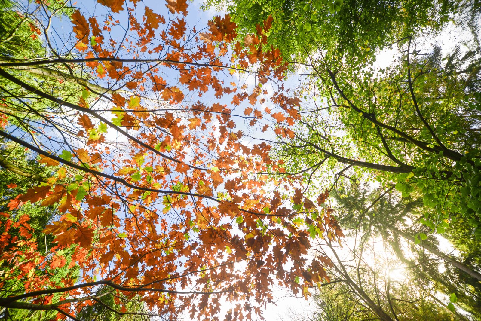 Nikon D610 sample photo. Sun, burst, forest photography