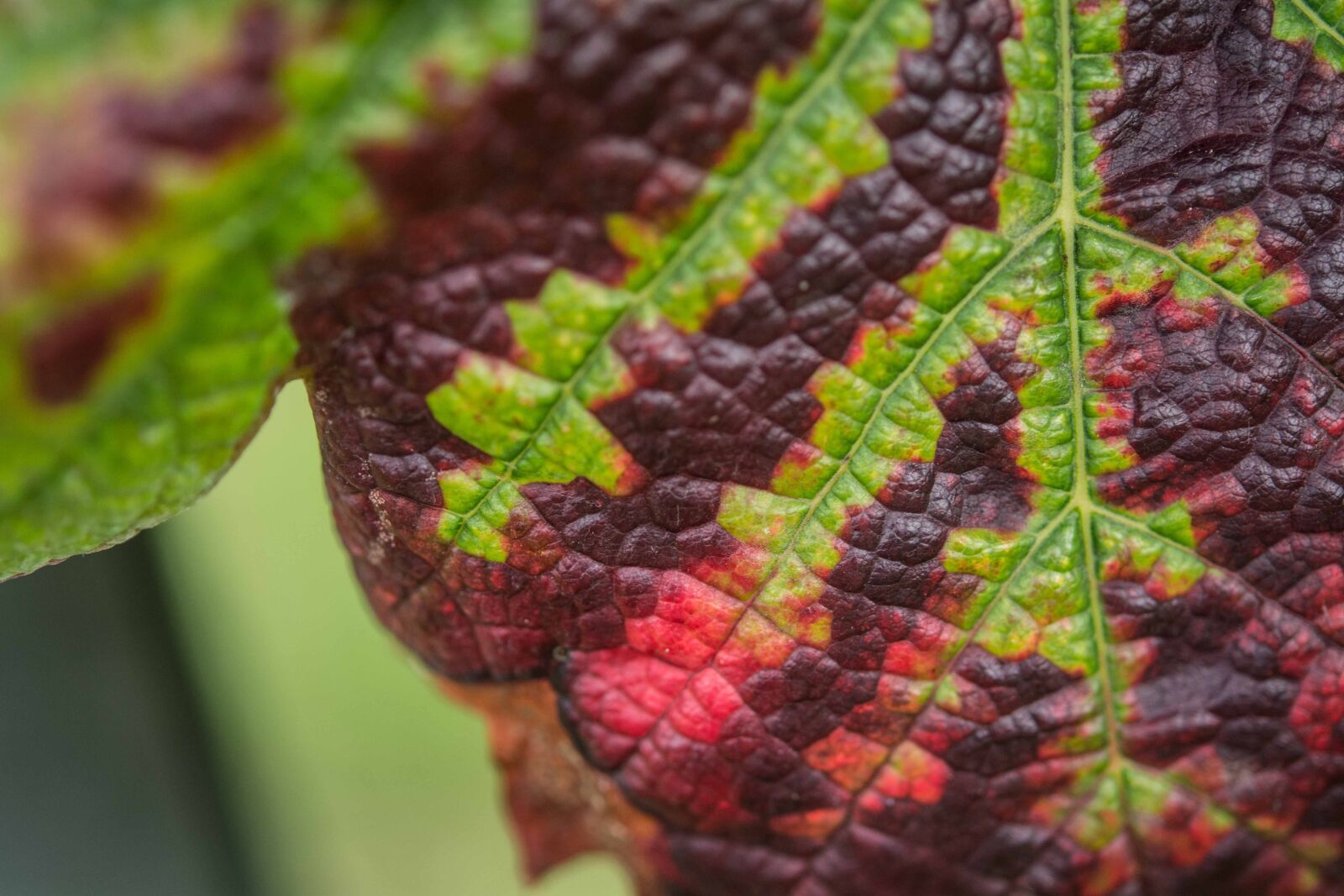 Nikon D7100 sample photo. Autumn, winery, leaf photography