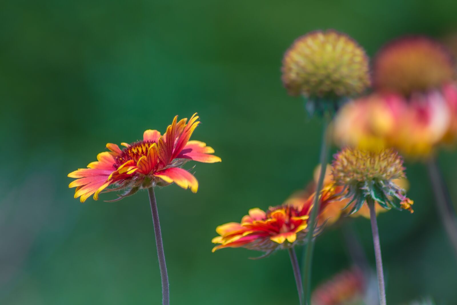 Nikon D7200 sample photo. Flowers, garden, nature photography