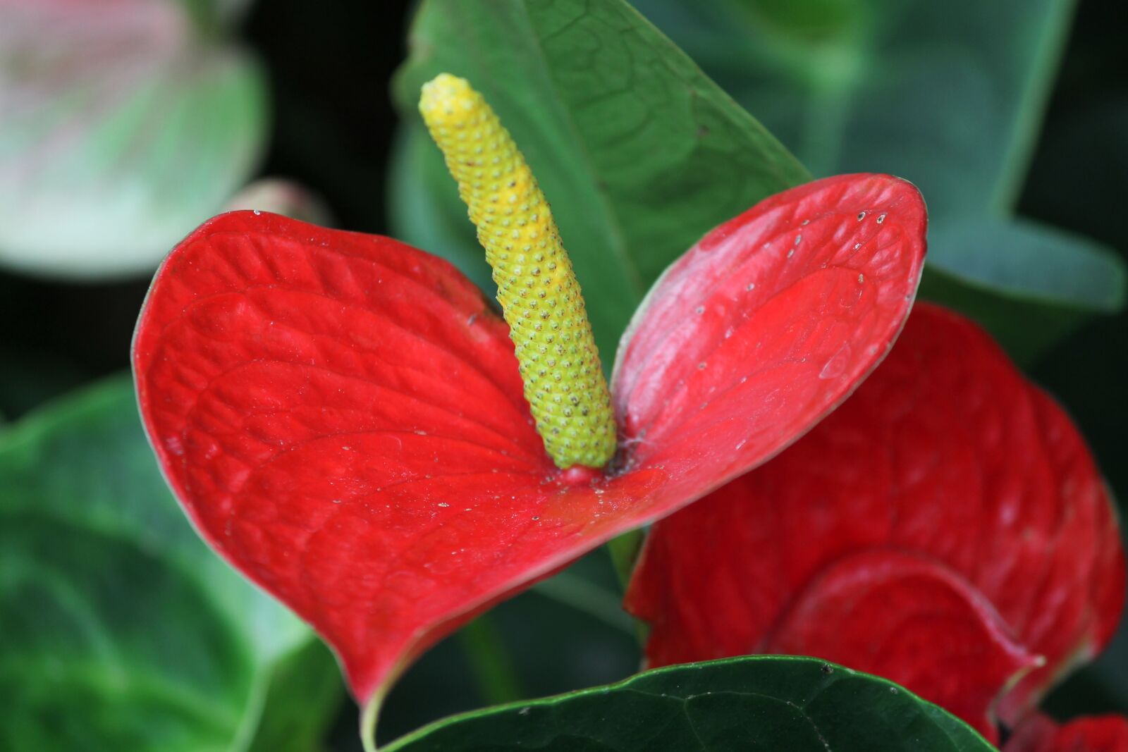 Canon EOS 1100D (EOS Rebel T3 / EOS Kiss X50) sample photo. Flamingo flower, anthurium, anthurium photography
