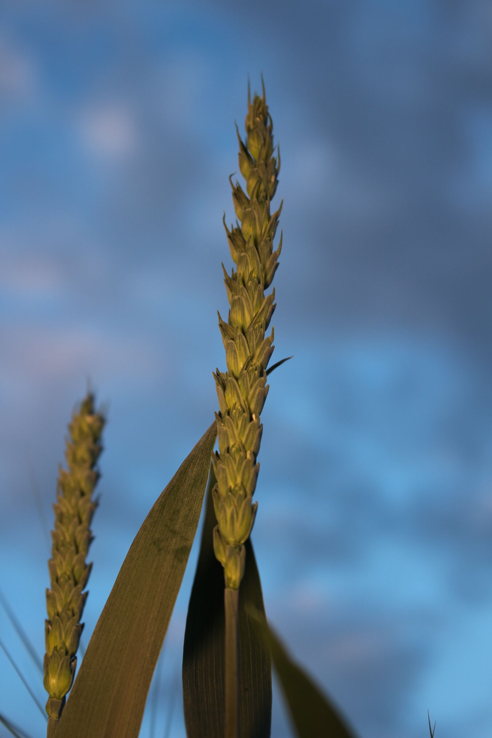 Canon EOS 700D (EOS Rebel T5i / EOS Kiss X7i) sample photo. Wheat, blue, field photography