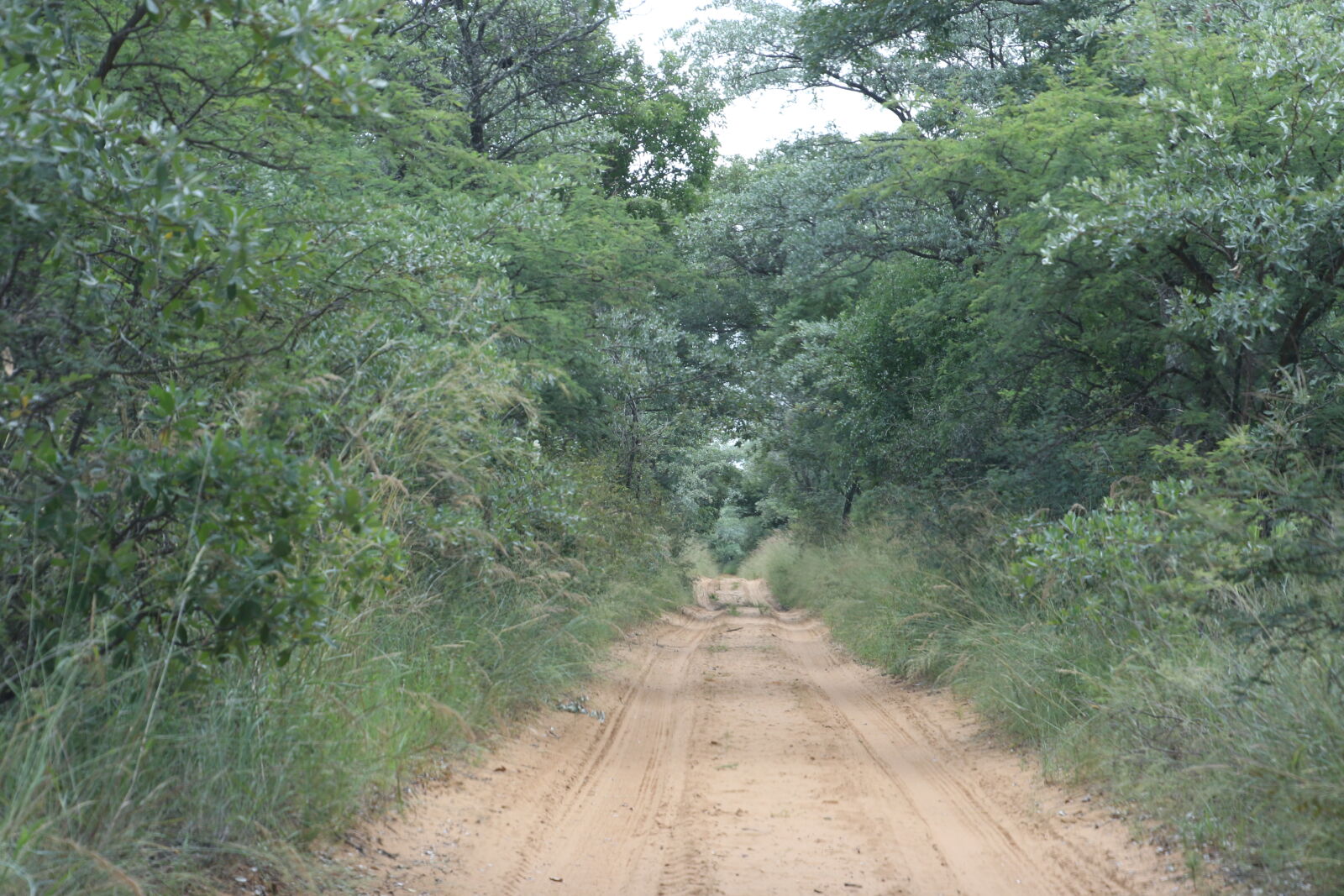 Canon EOS 7D Mark II sample photo. Brown, bush, road, bushveld photography