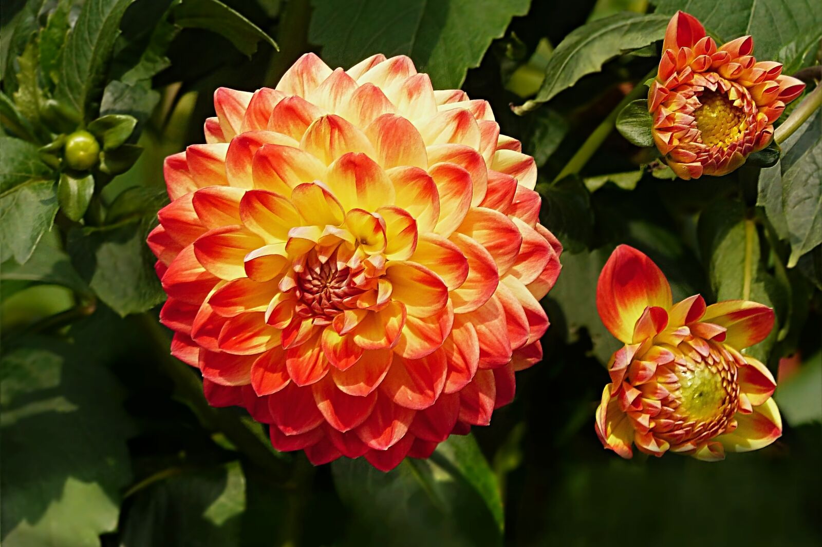 Panasonic Lumix DMC-FZ200 sample photo. Plant, flower, dahlia photography
