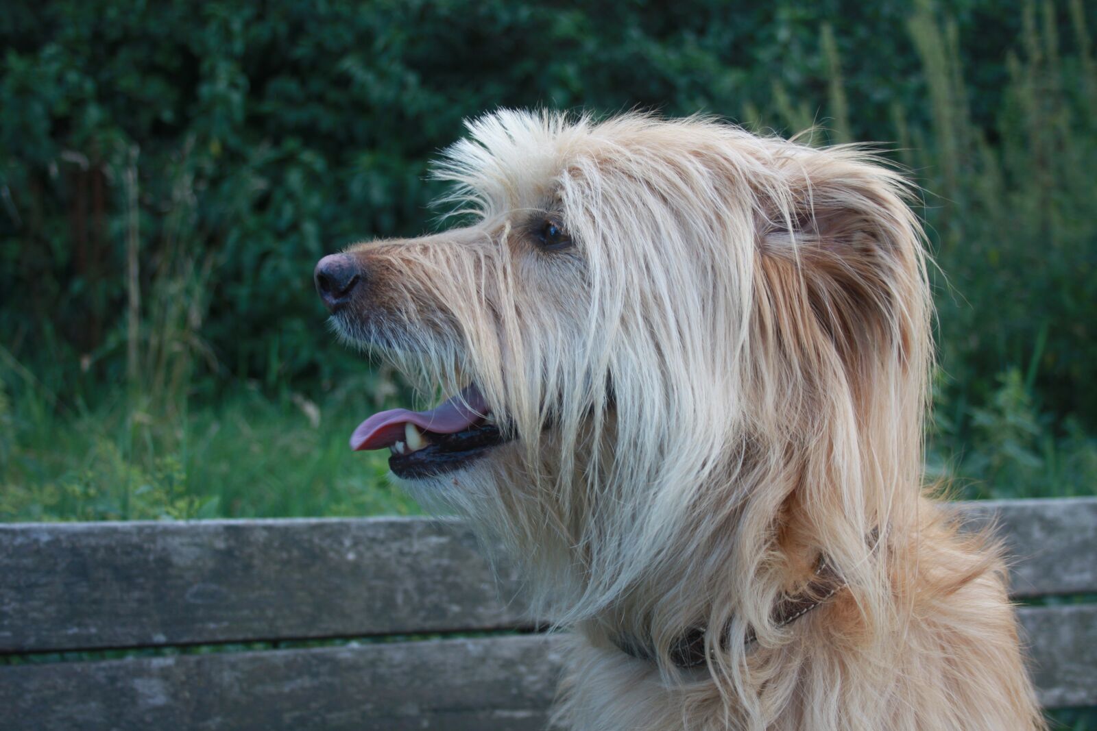 Canon EOS 450D (EOS Rebel XSi / EOS Kiss X2) sample photo. Dog, bank, grass photography