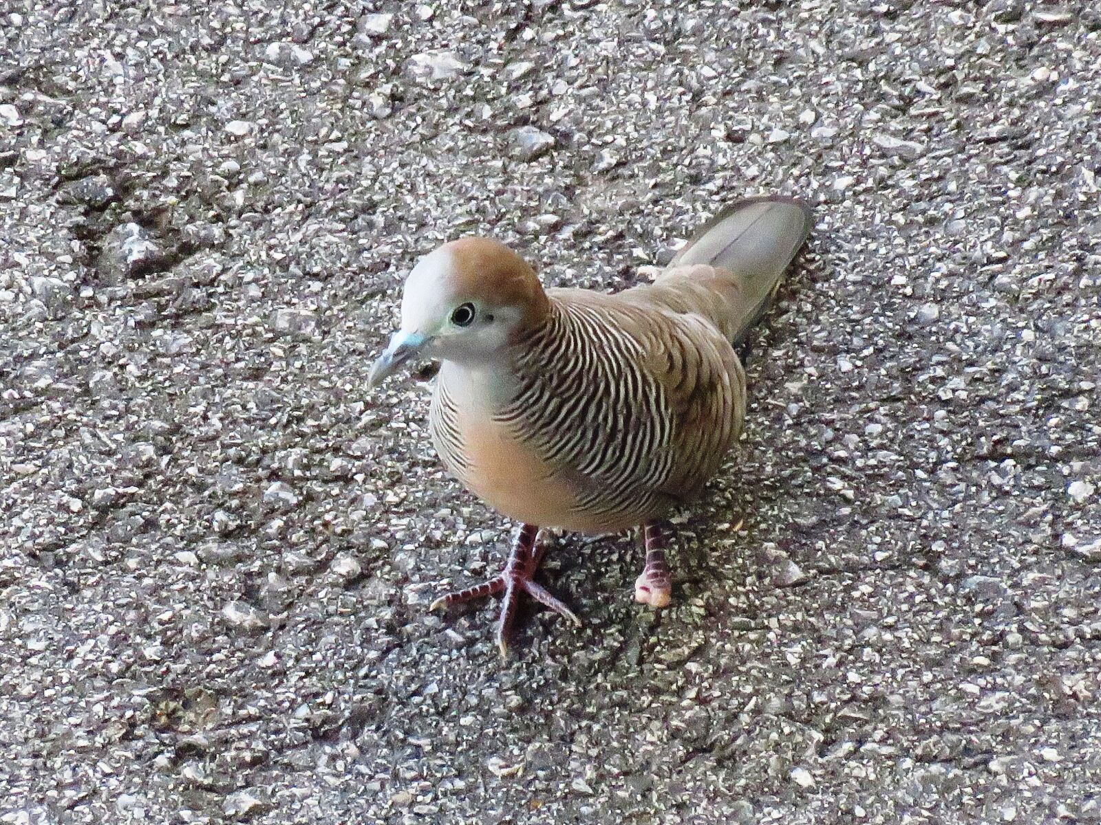 Canon PowerShot SX60 HS sample photo
