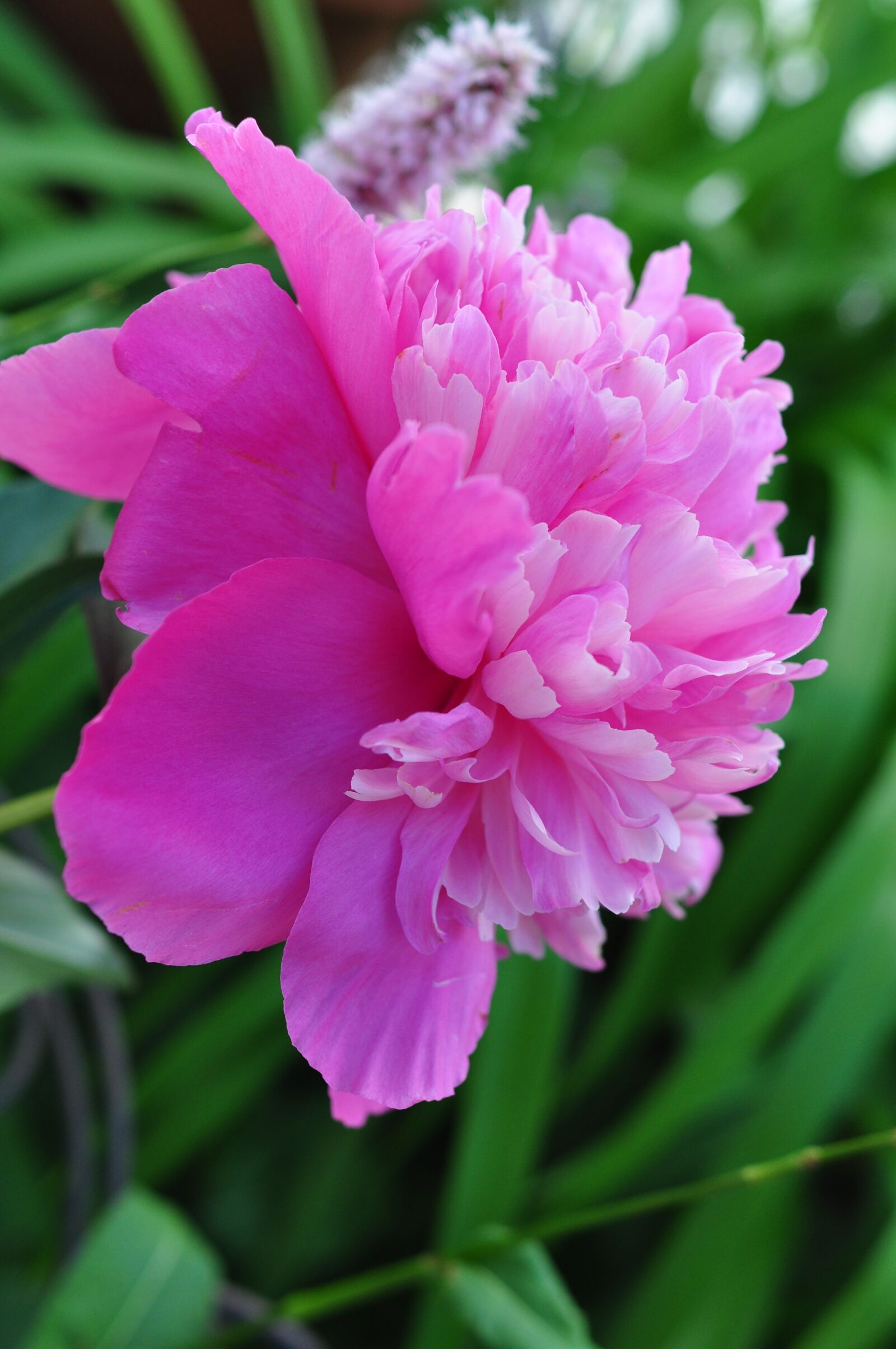 Nikon D90 sample photo. Flower, pink, pink flowers photography