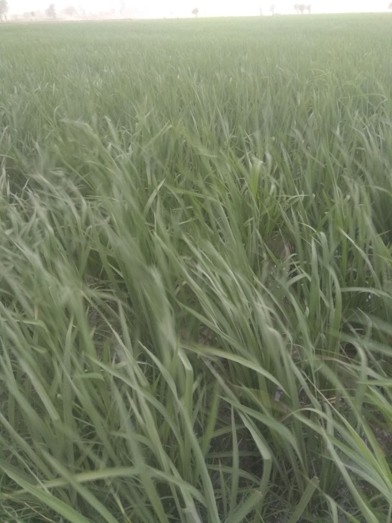 Xiaomi Redmi Note 4 sample photo. Rice fields, grass, eye photography