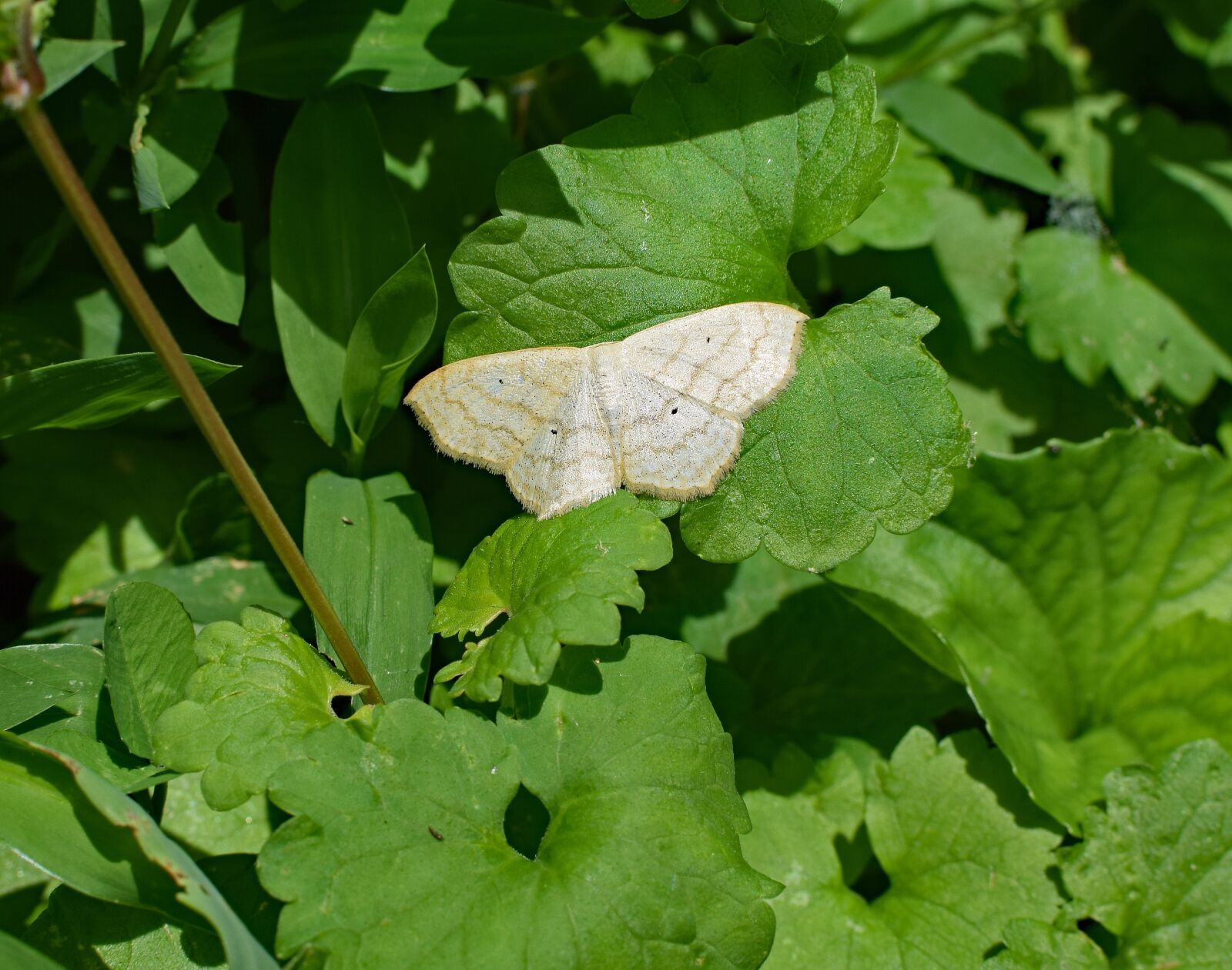Nikon D3300 sample photo. Winter moth, insect, pest photography