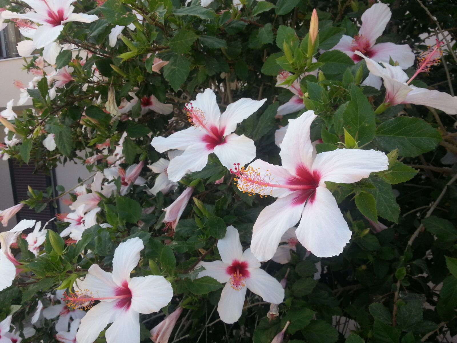 Samsung Galaxy Note2 sample photo. Hedge, flowers hedge, flowers photography