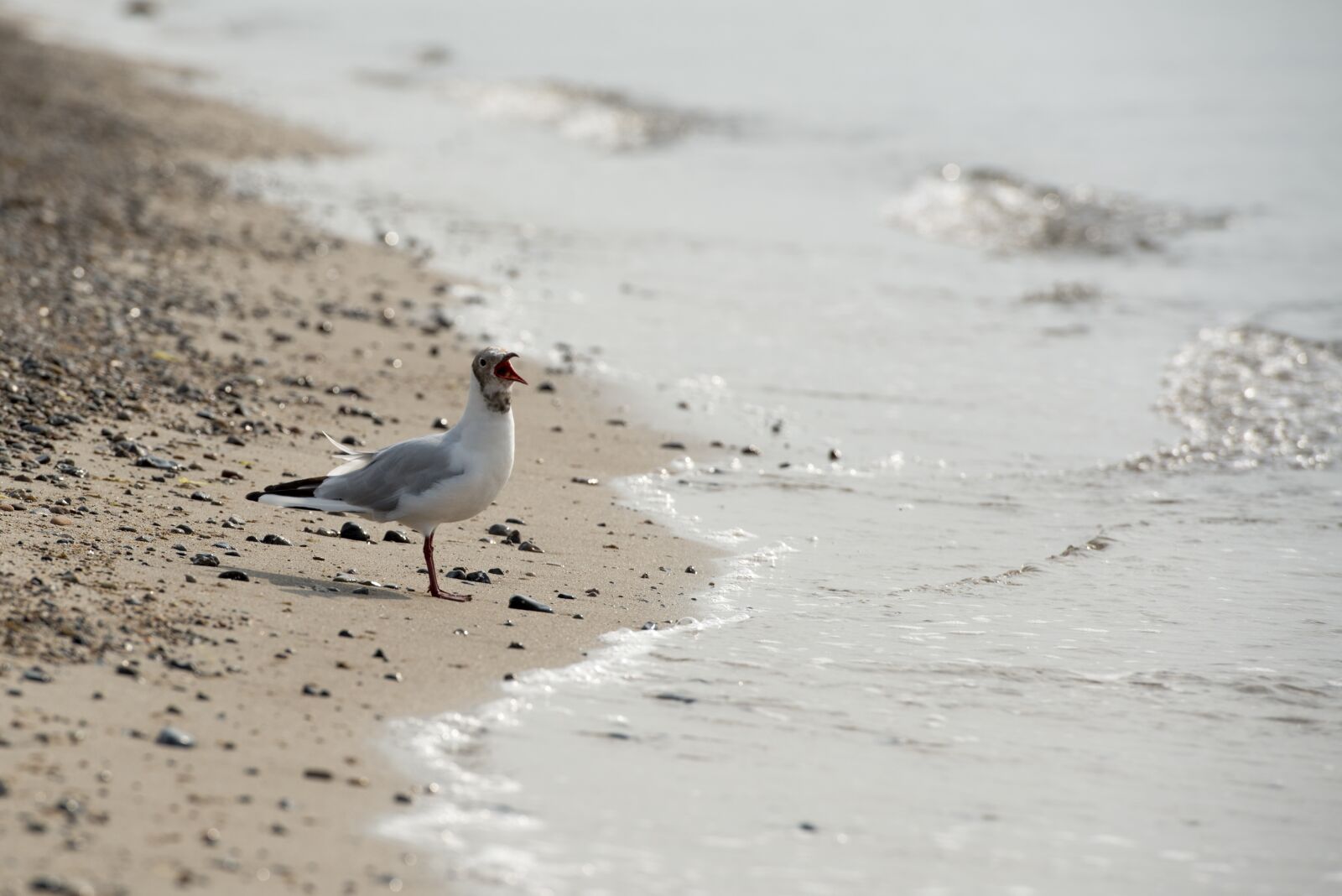 Nikon D800 sample photo. Seagull, beach, water photography