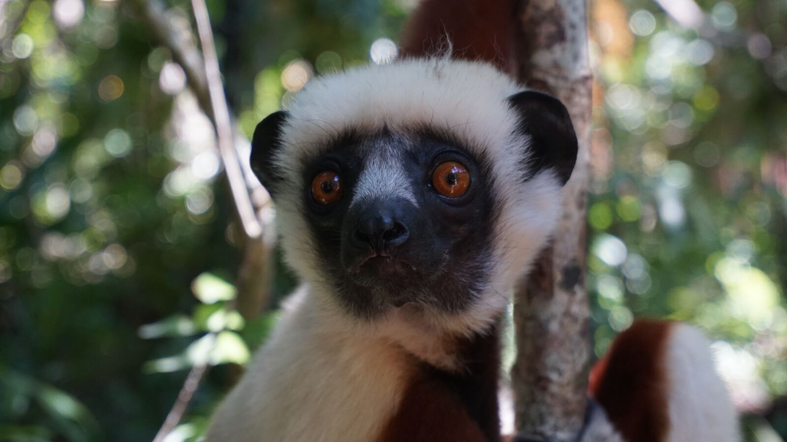 Sony Alpha a5000 (ILCE 5000) sample photo. Lemur, face, forest photography