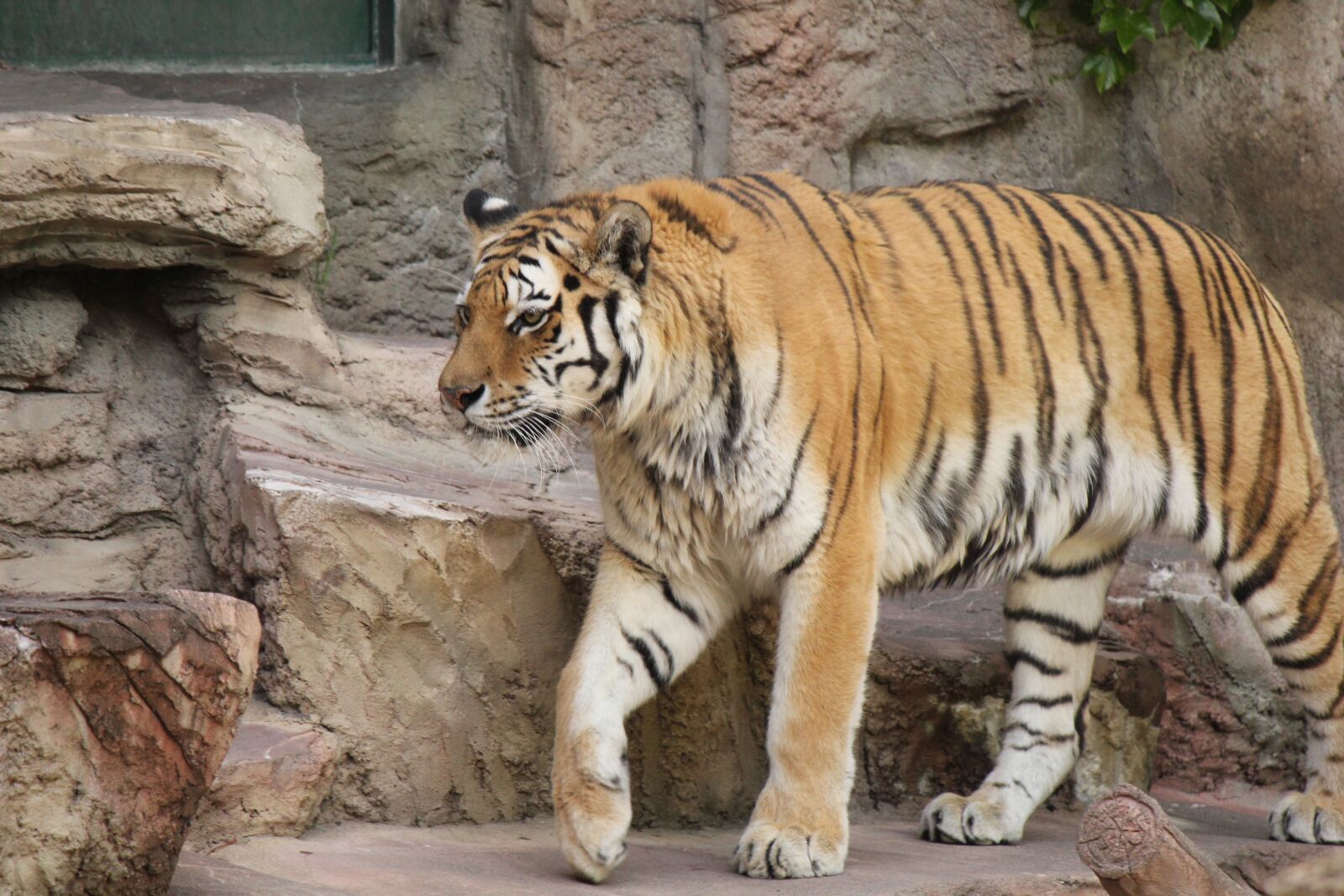 Canon EOS 550D (EOS Rebel T2i / EOS Kiss X4) sample photo. Tiger, animal, zoo photography