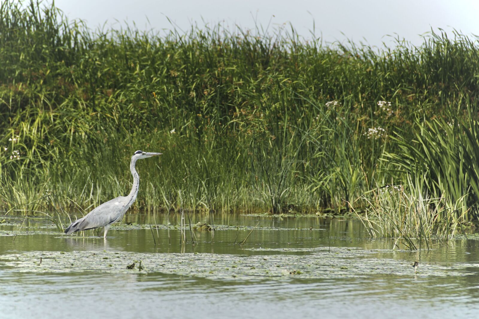 Canon EOS 550D (EOS Rebel T2i / EOS Kiss X4) sample photo. Bird, wild, nature photography