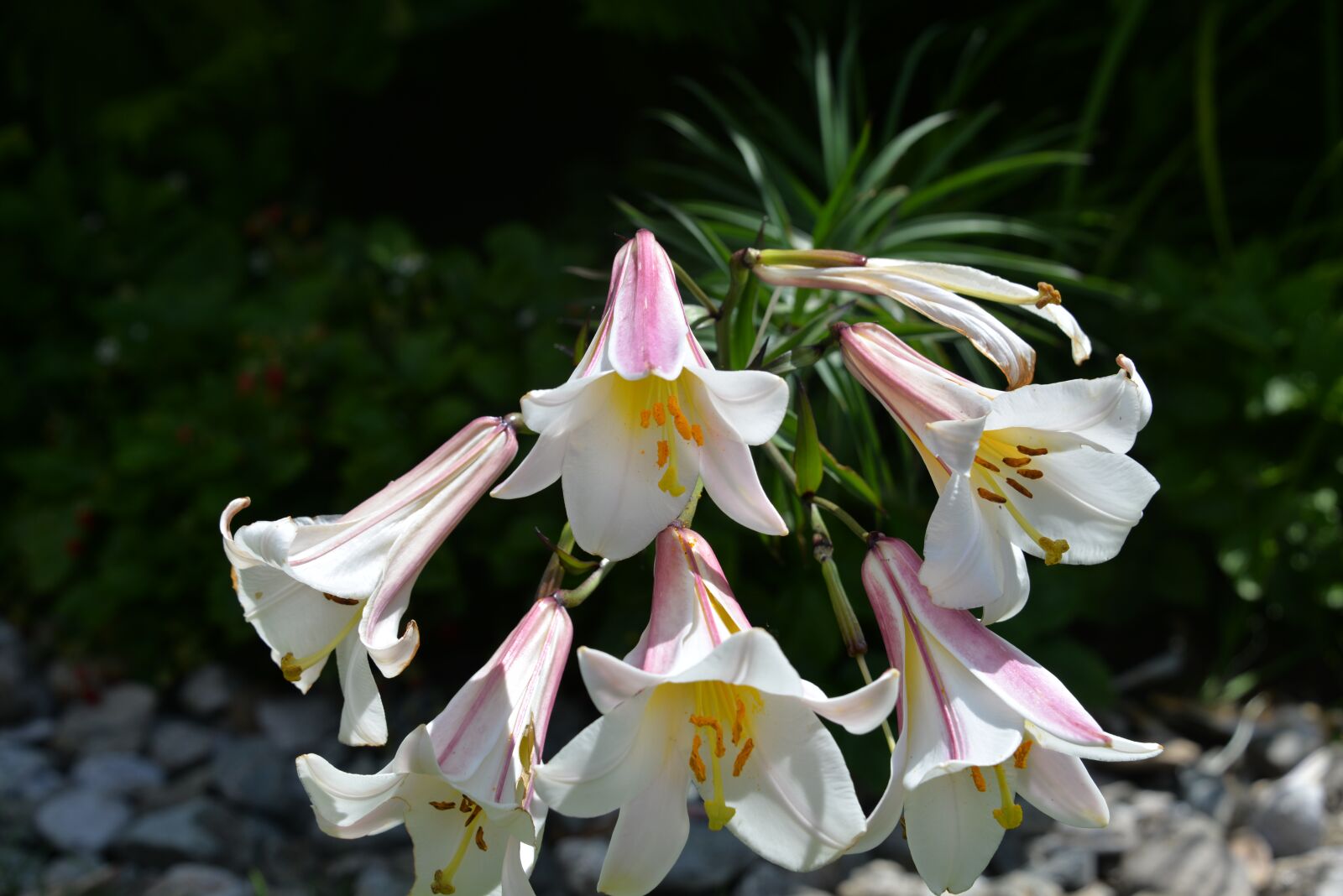 Nikon D610 sample photo. Lilies, garden, white pink photography