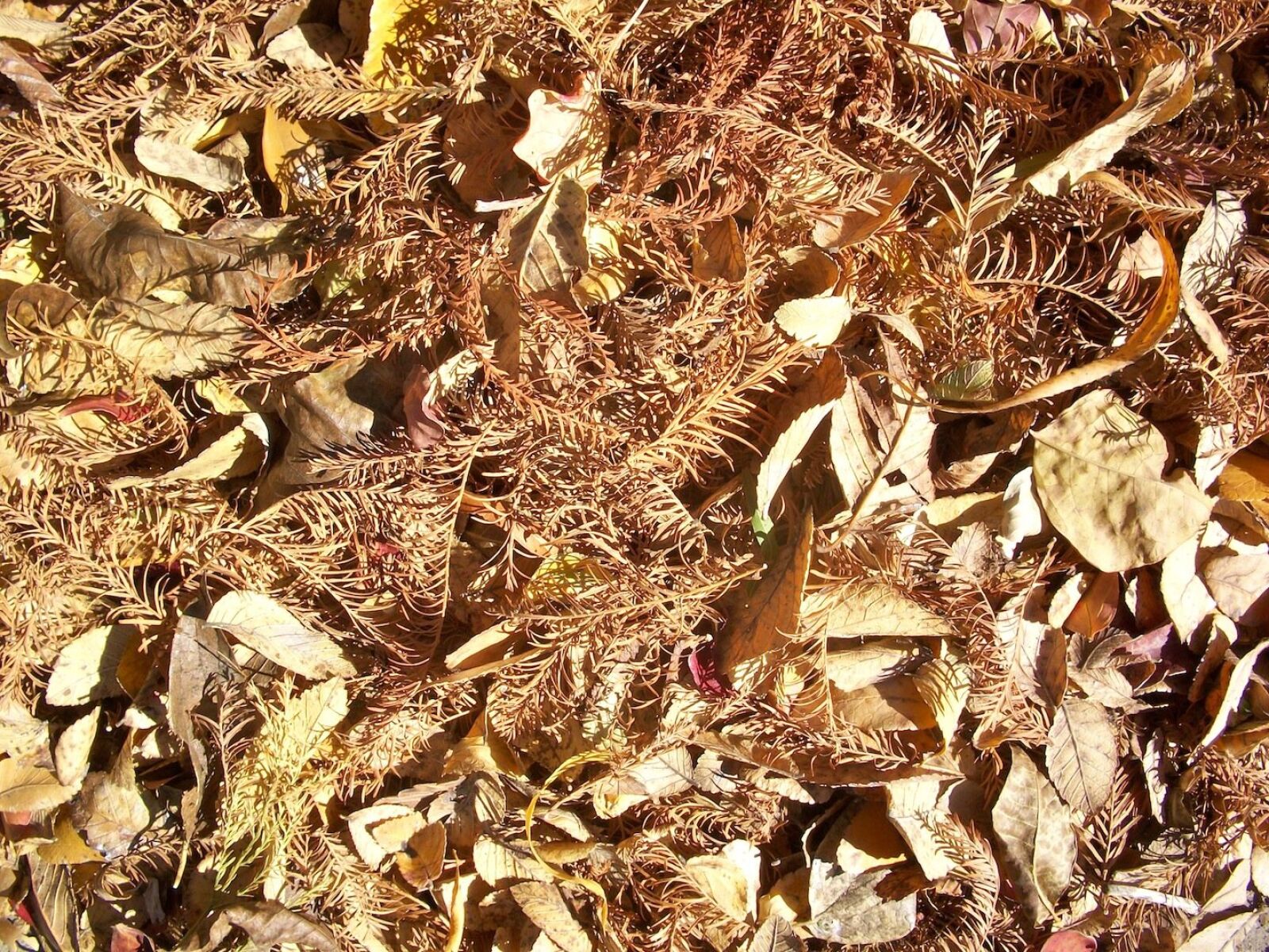 Kodak EASYSHARE M340 DIGITAL CAMERA sample photo. Leaves, foliage, dried photography