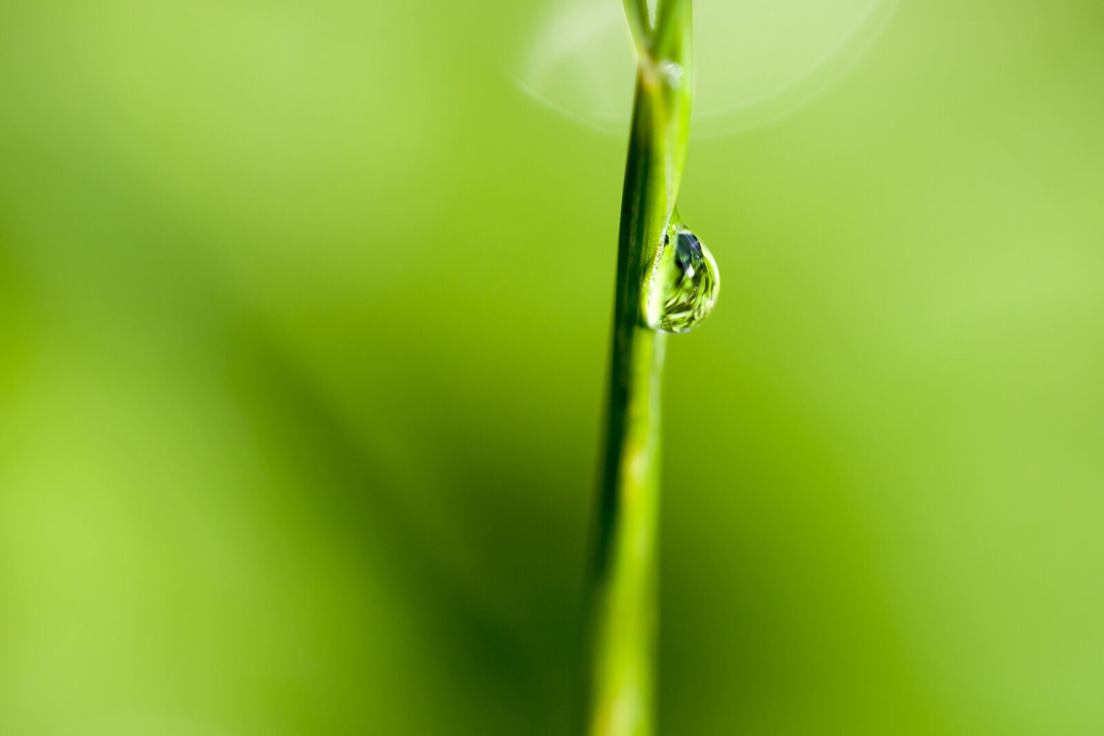 Canon EOS 5D Mark II + Canon EF 100mm F2.8L Macro IS USM sample photo. Dew, drip, green photography