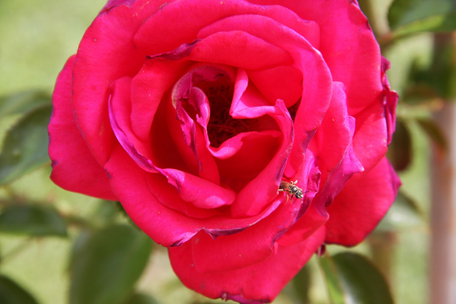 Canon EOS 40D sample photo. Pink, bee, flower photography