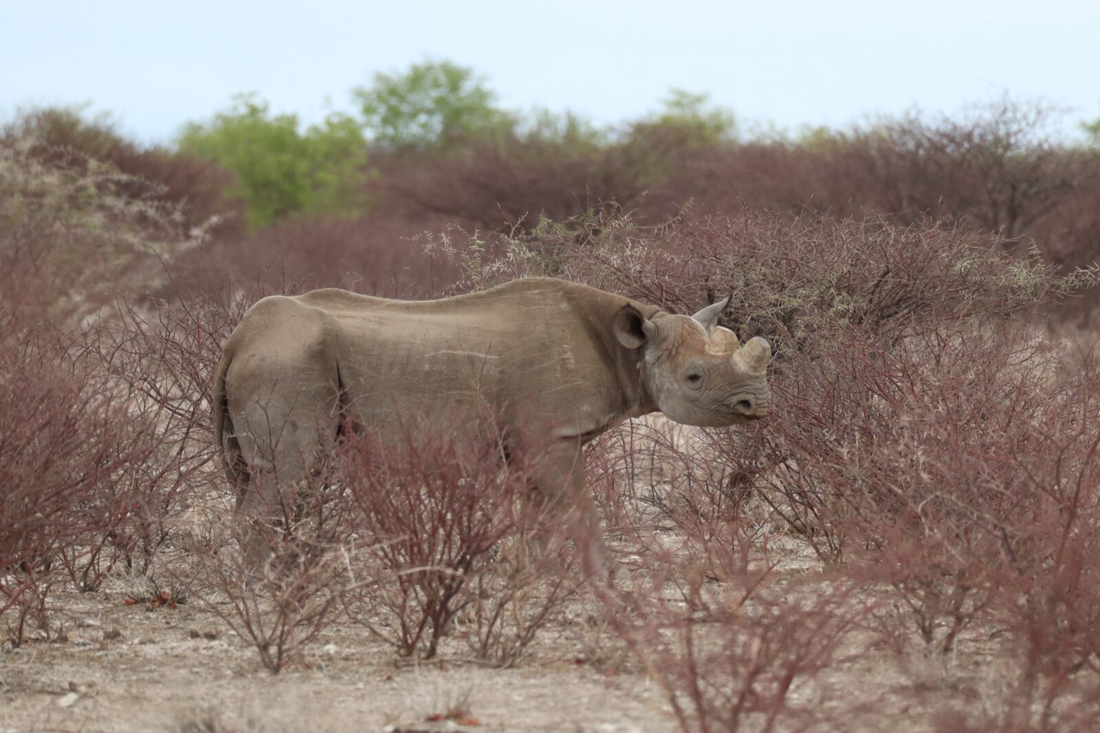 Canon EOS 250D (EOS Rebel SL3 / EOS Kiss X10 / EOS 200D II) sample photo. Rhino, etosha national park photography