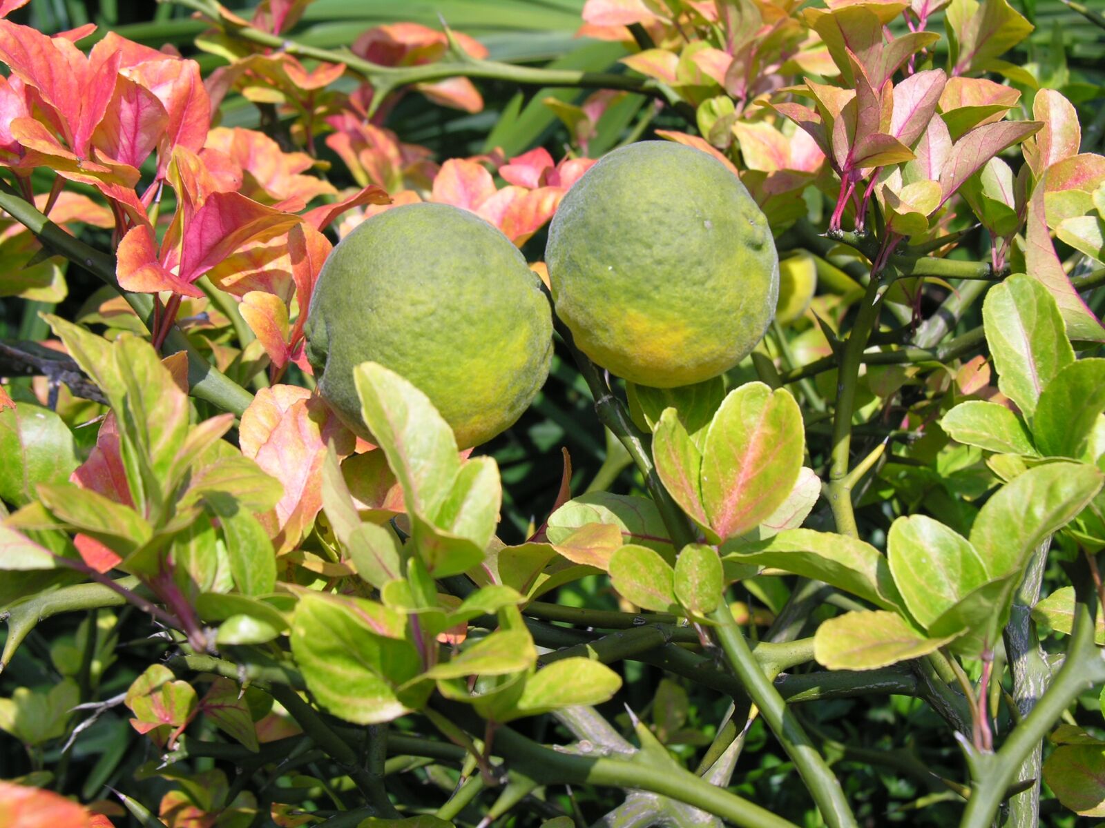 Nikon E8800 sample photo. Bitter orange, close up photography