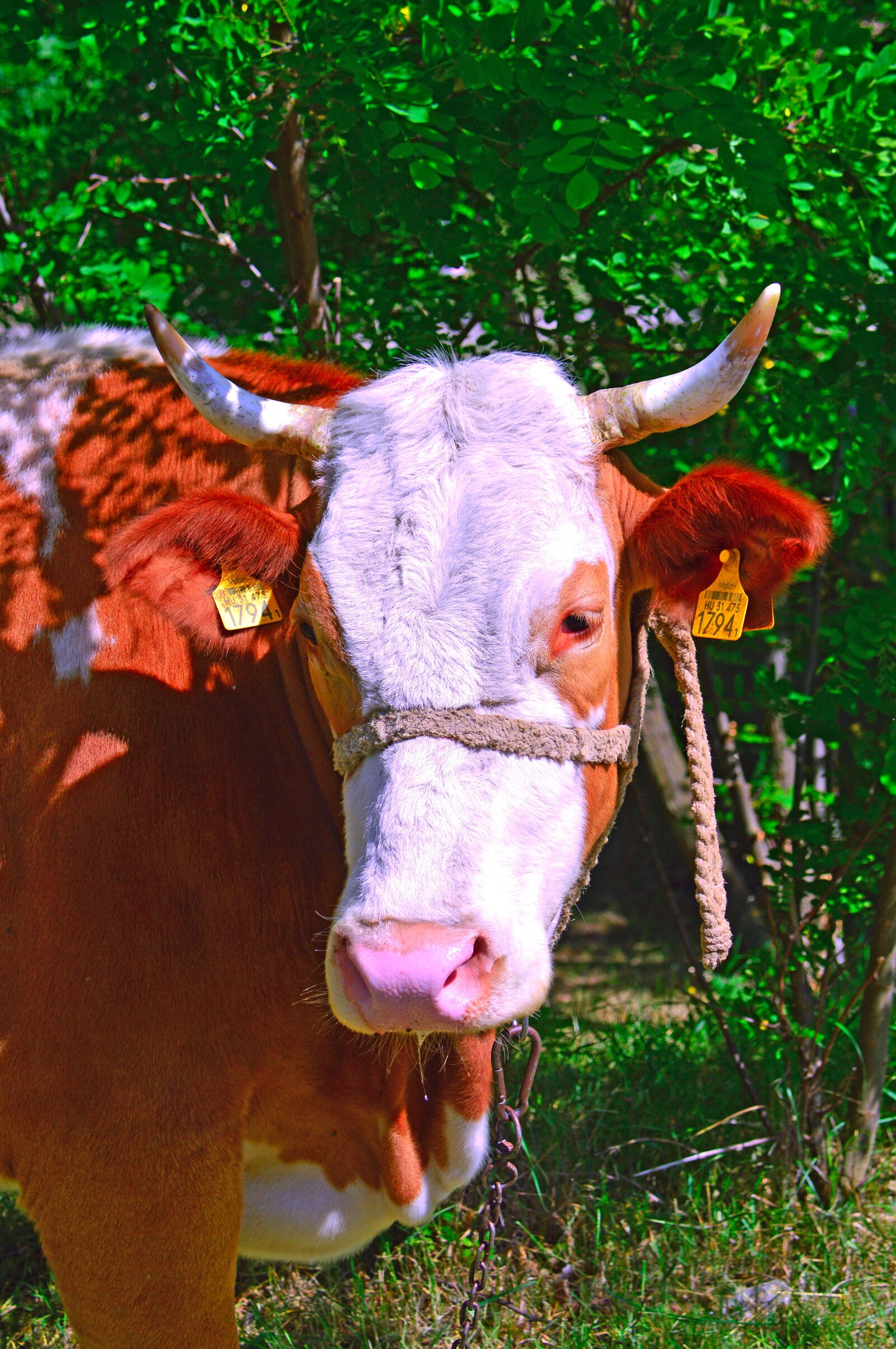 Nikon D3200 sample photo. Cow, boo, cattle photography