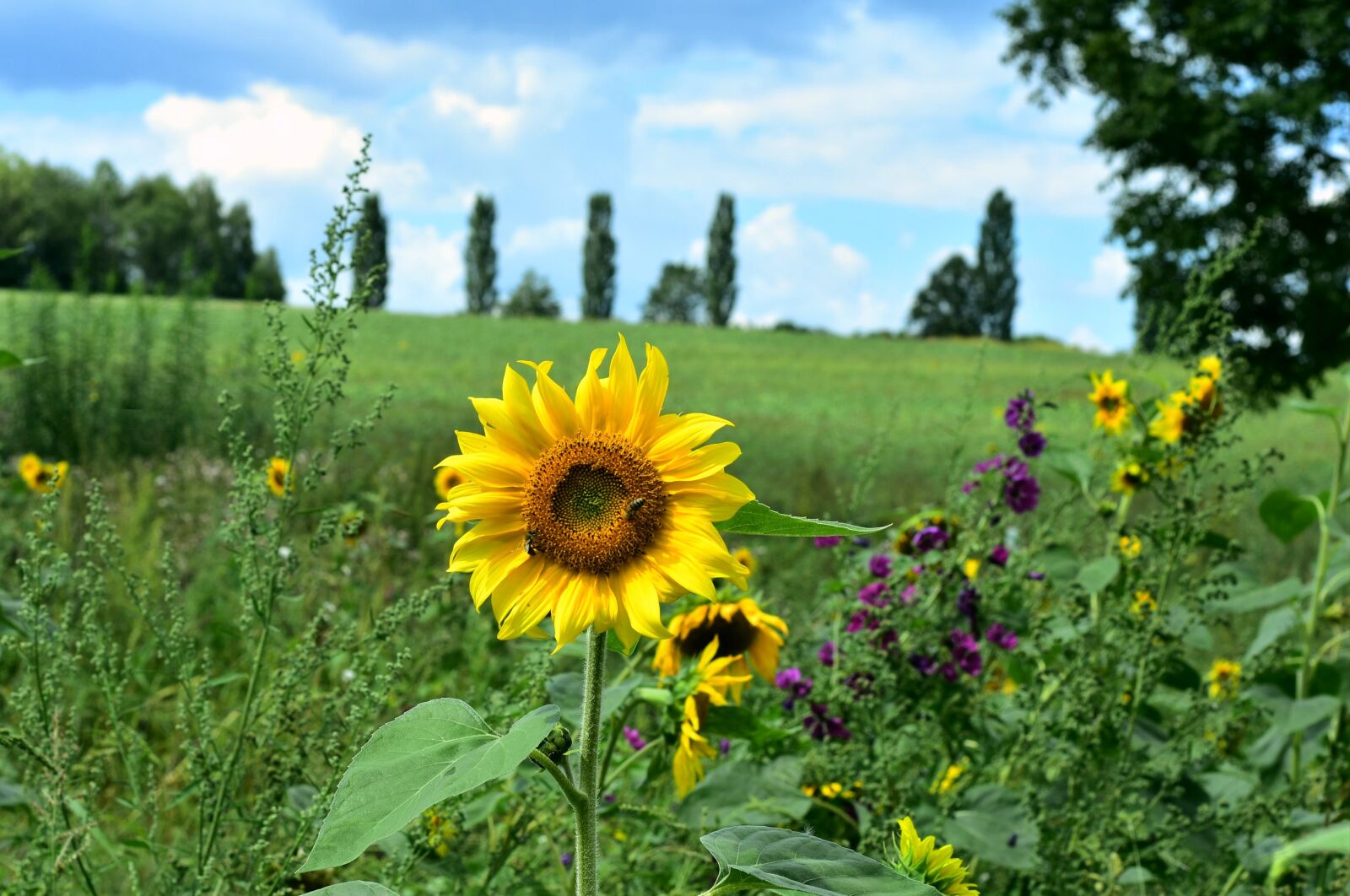 Nikon D7200 sample photo. Sunflower, flower, summer photography