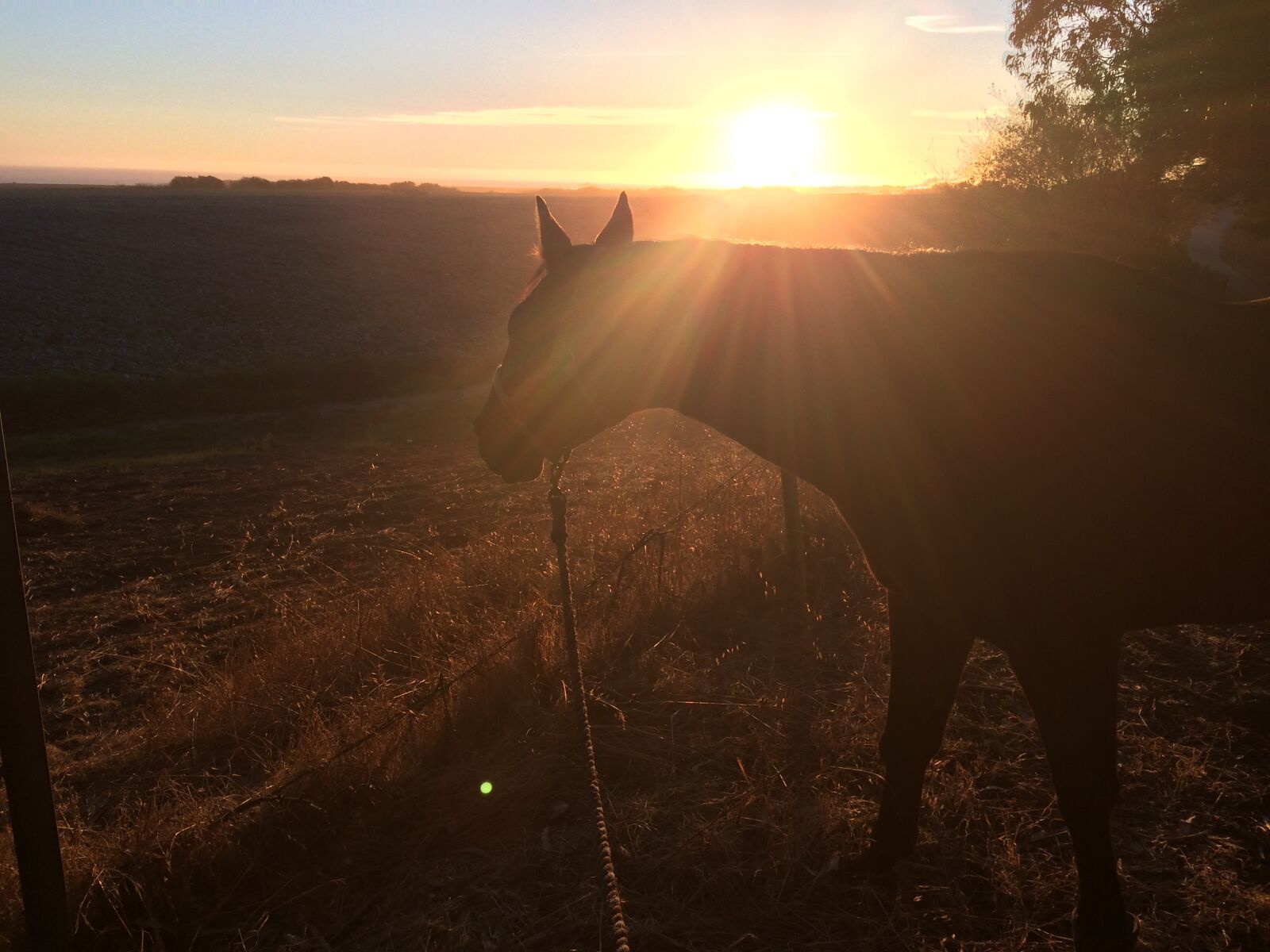 iPhone 5s back camera 4.15mm f/2.2 sample photo. Horse, sunset, field photography
