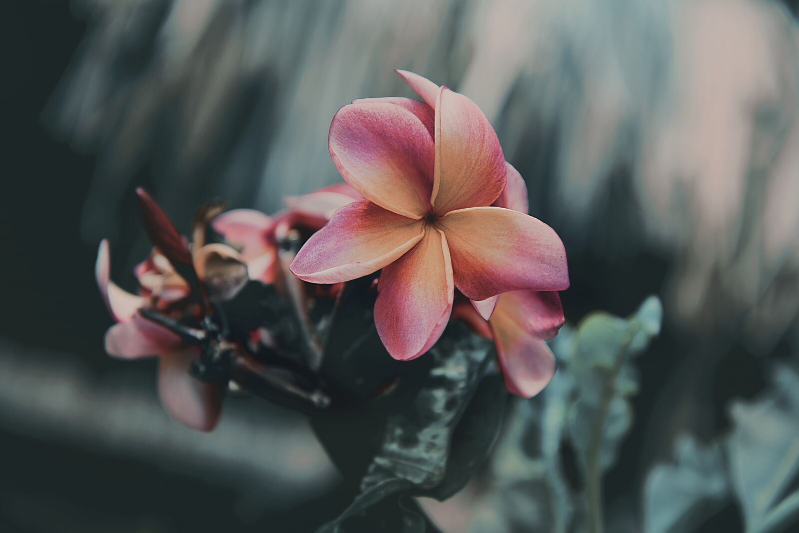 Nikon D750 sample photo. Flower, flowers, nature photography