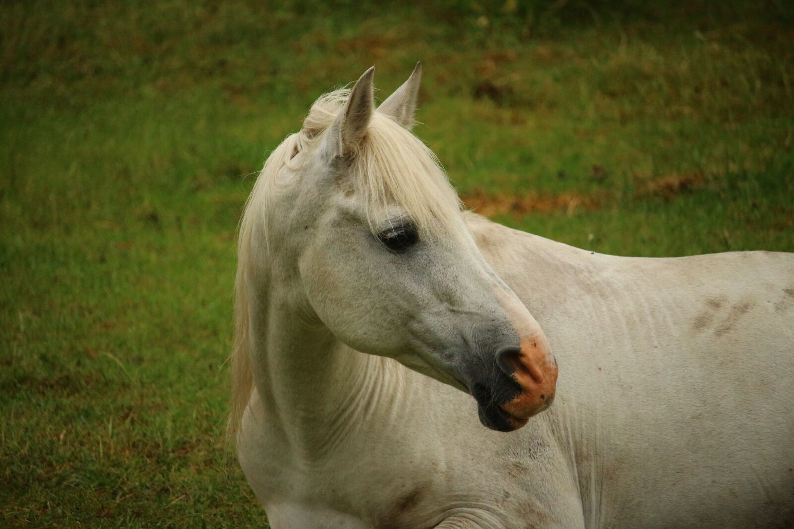 Canon EOS 100D (EOS Rebel SL1 / EOS Kiss X7) sample photo. Horse, mold, thoroughbred arabian photography