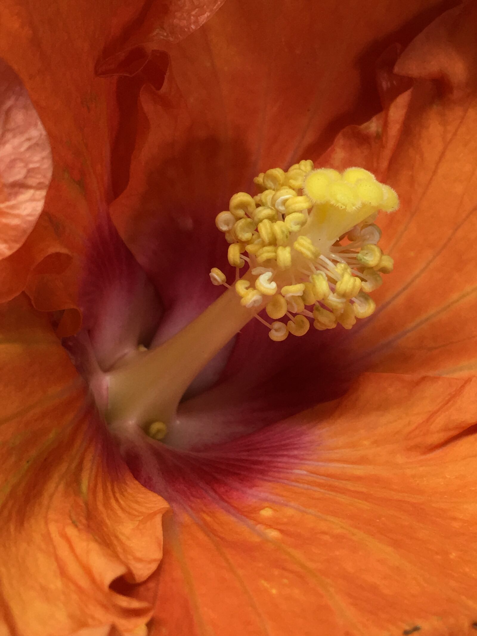 Apple iPhone 6s Plus sample photo. Pistils, stamens, red petals photography