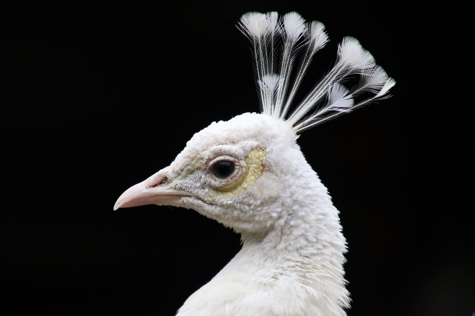 Canon EOS 80D sample photo. Peacock, white, pen photography
