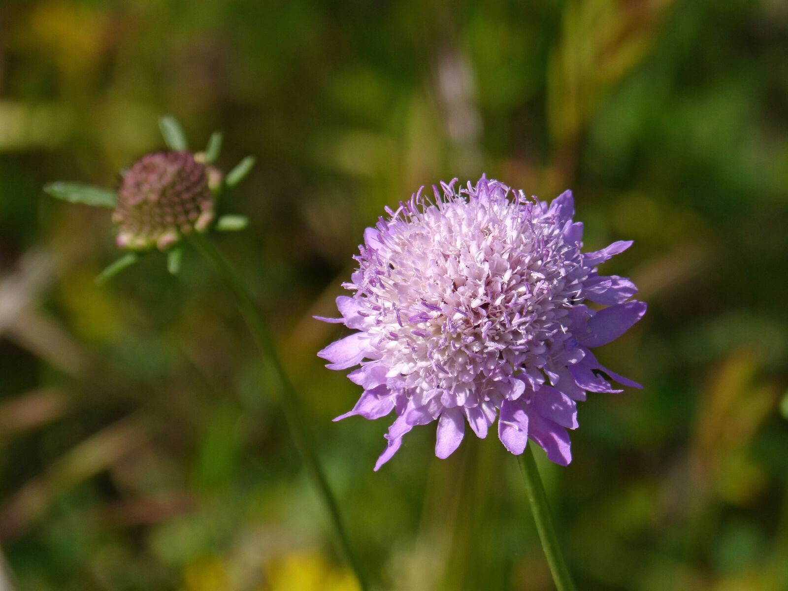 Panasonic DMC-FZ62 sample photo. Wild flower, florir, spring photography